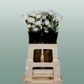 Carnation Spray Ibis