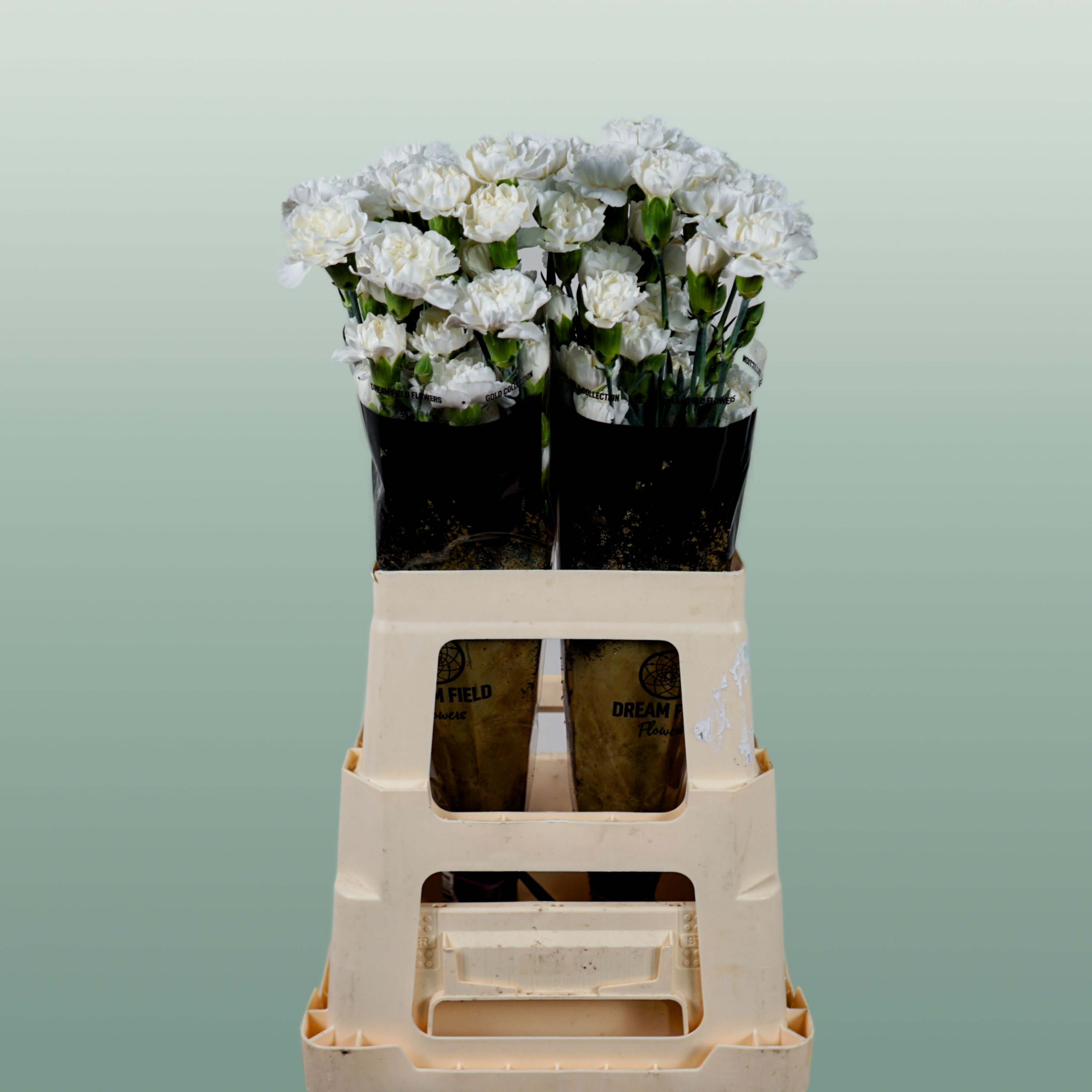Carnation Spray Ibis