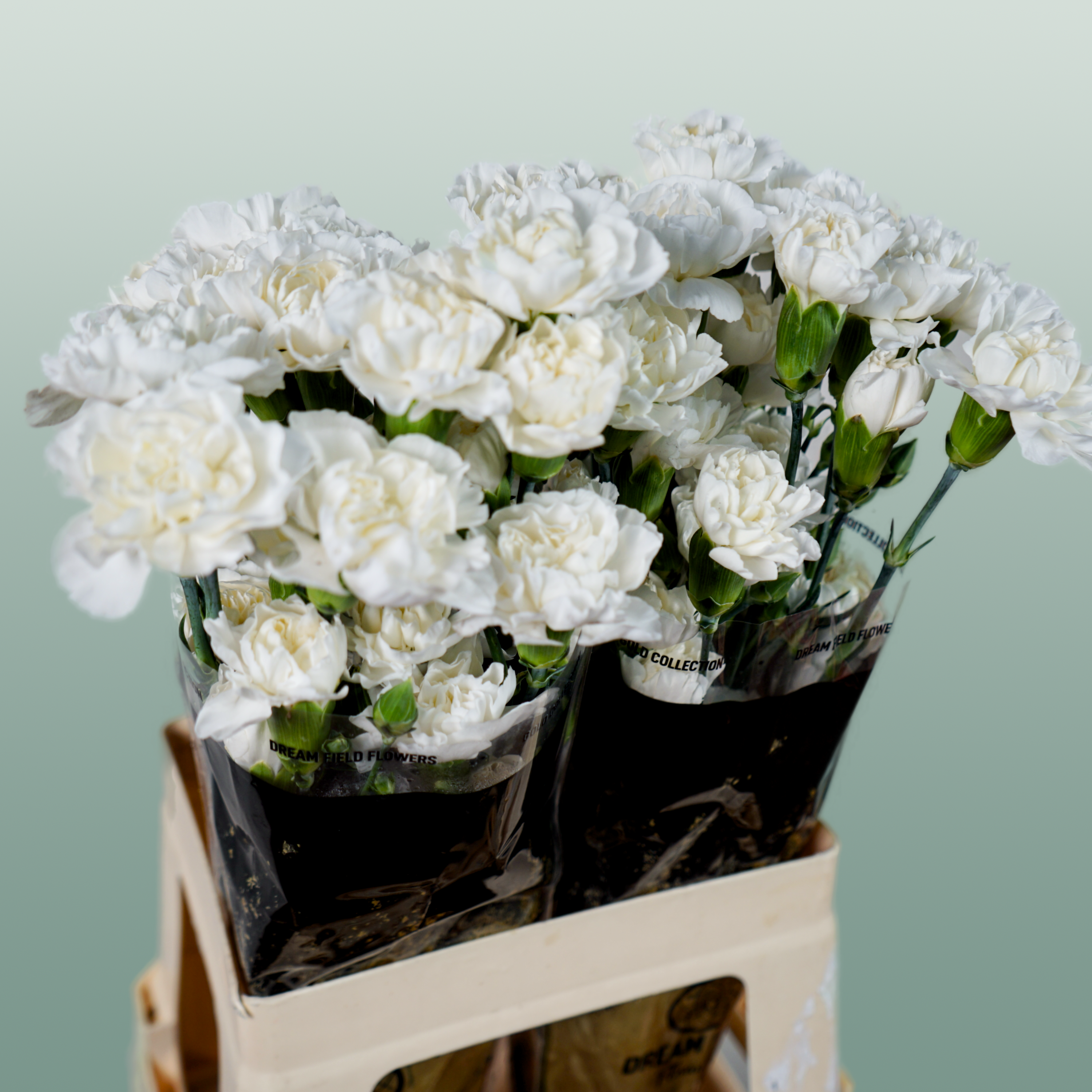 Carnation Spray Ibis
