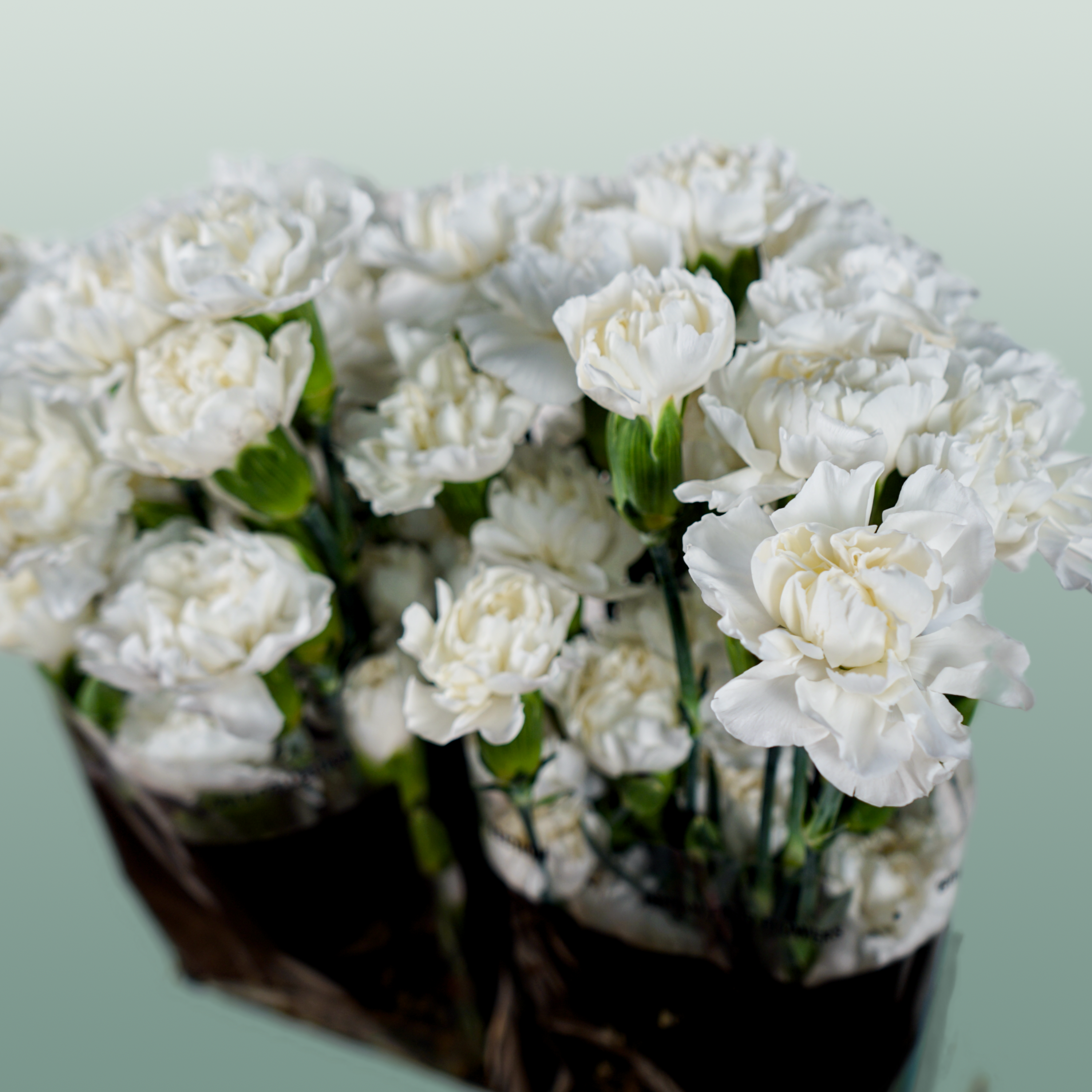 Carnation Spray Ibis