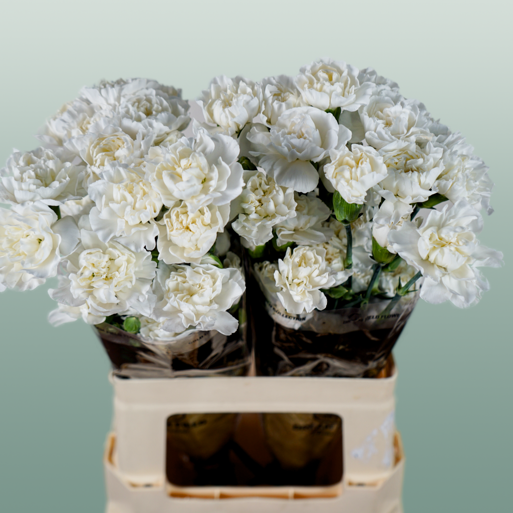 Carnation Spray Ibis
