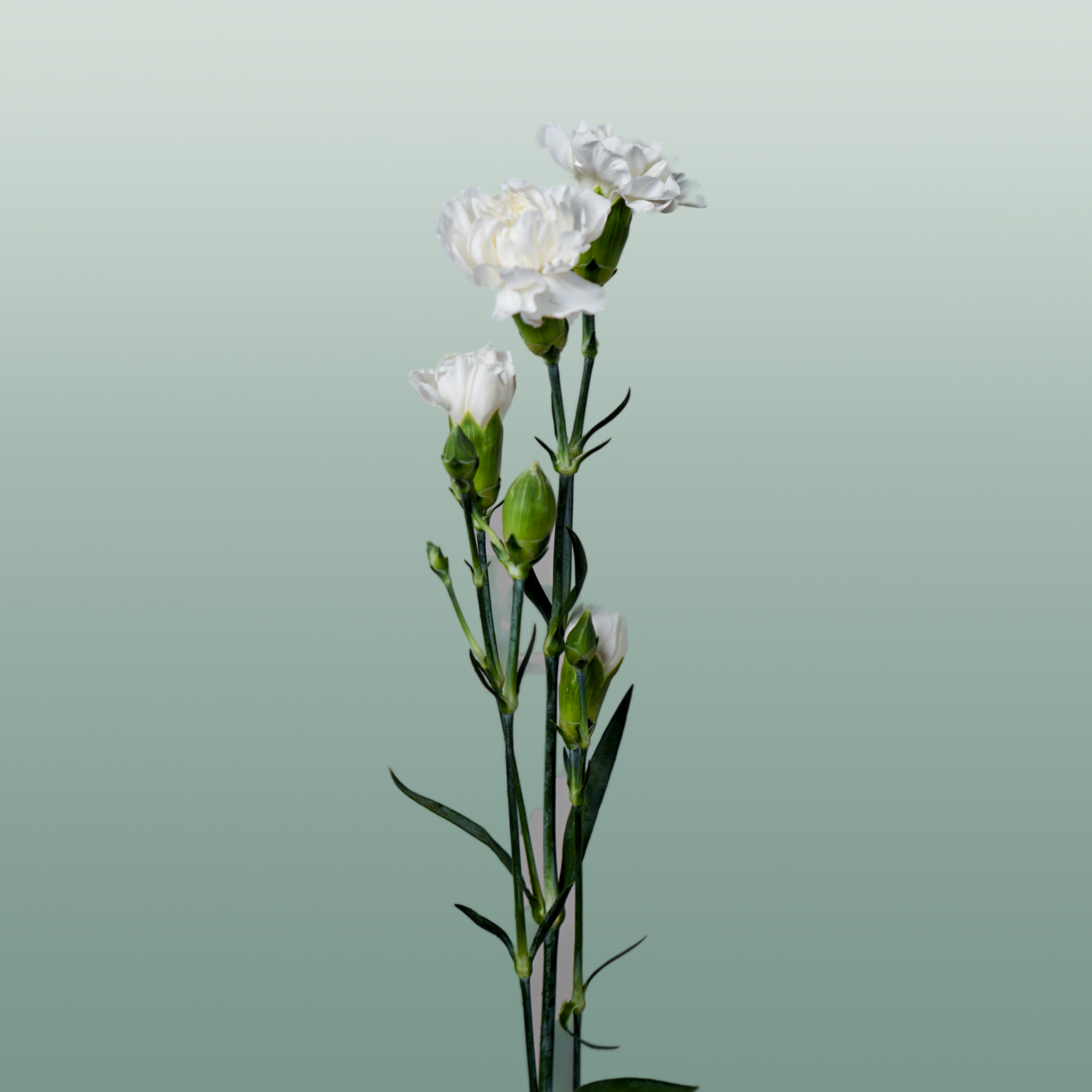 Carnation Spray Ibis