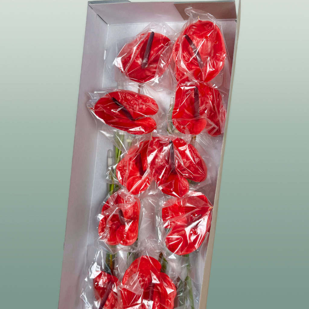 Anthurium Impulz