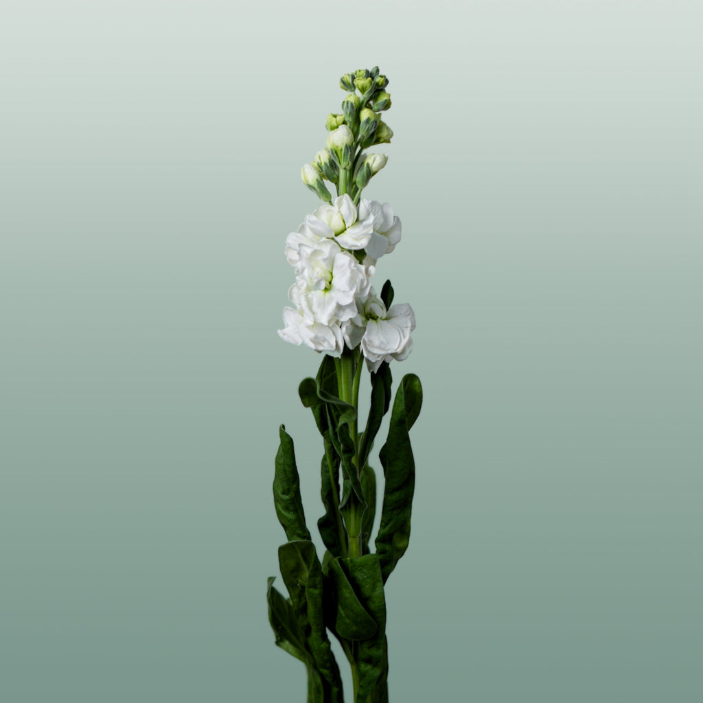 Matthiola Iron White