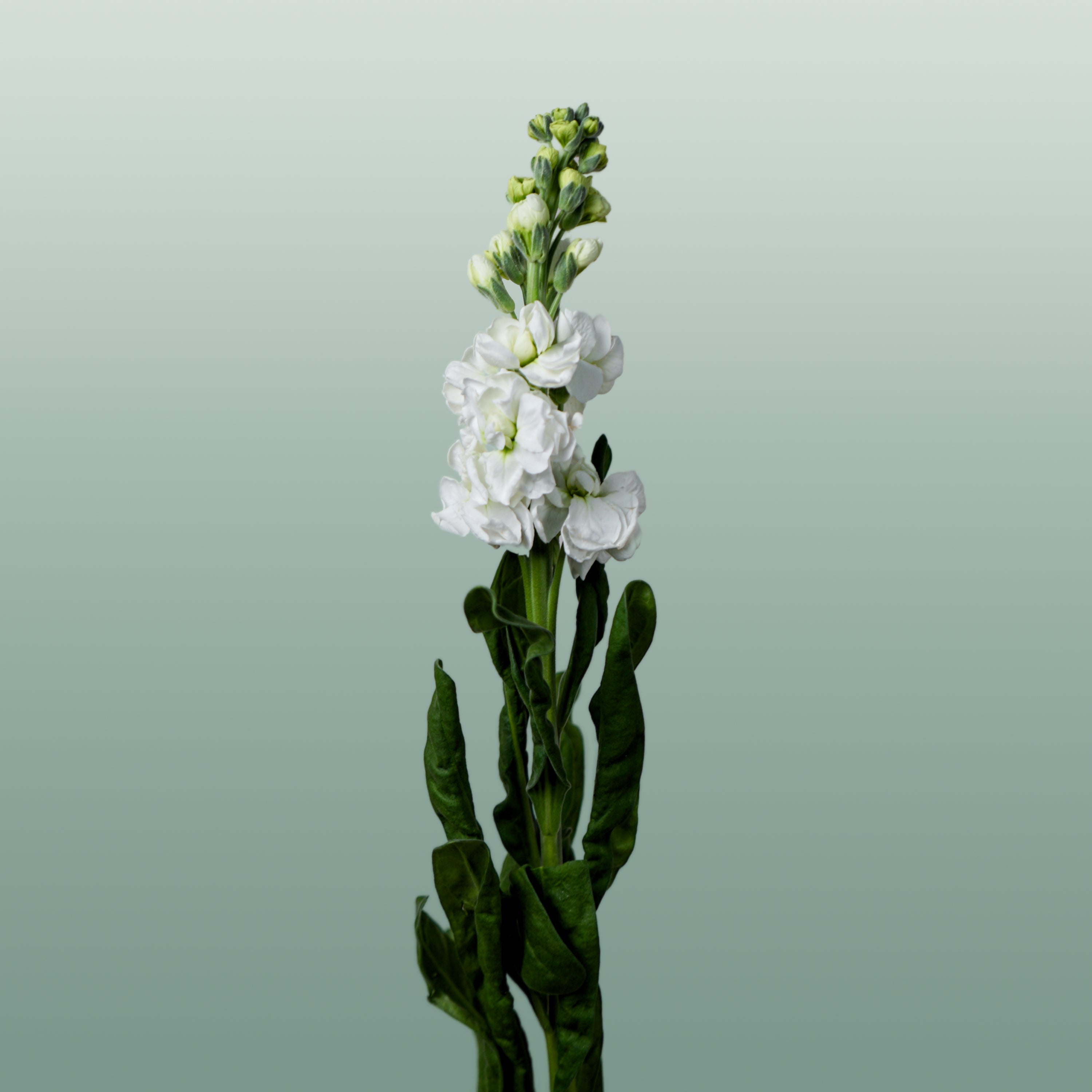 Matthiola Iron White