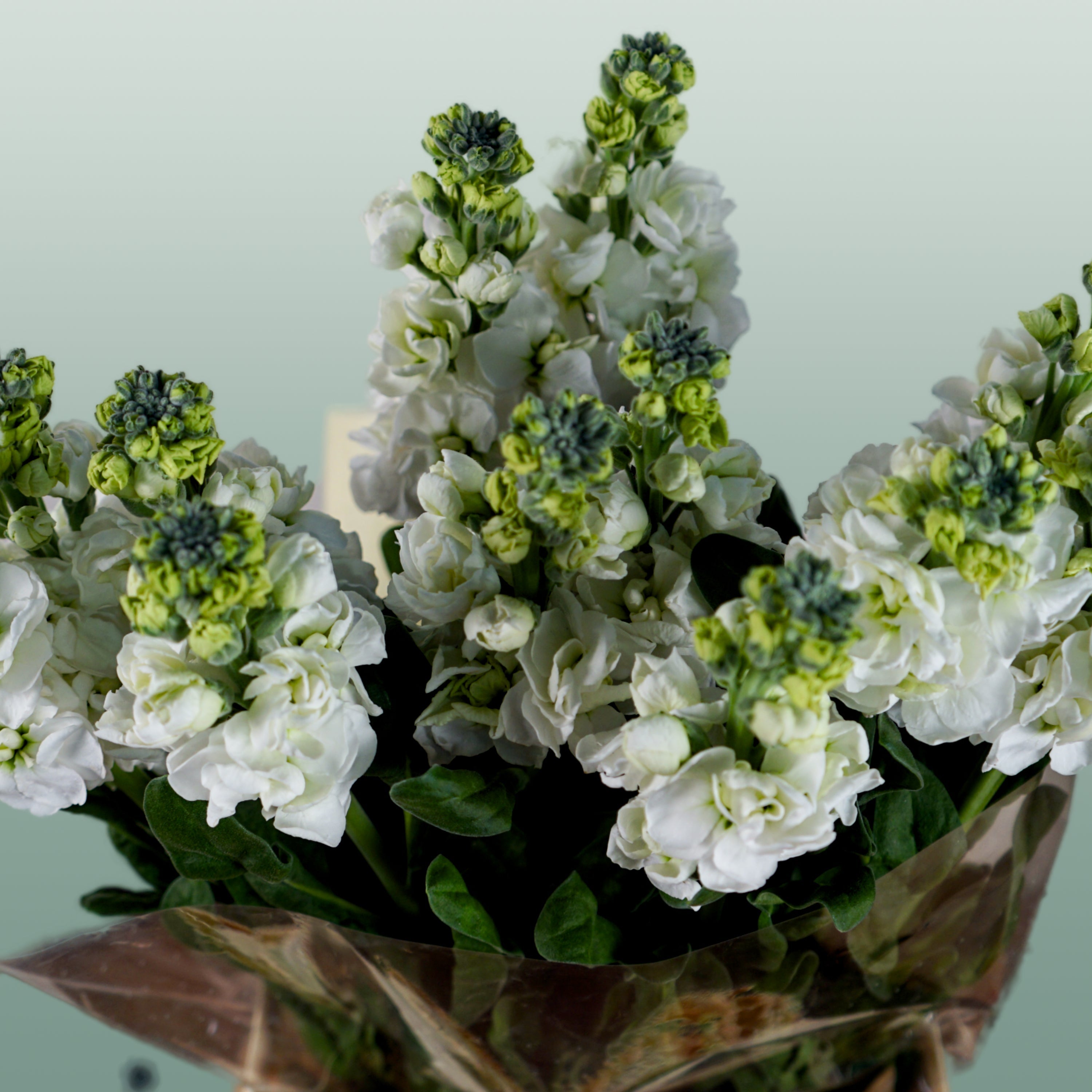 Matthiola Iron White