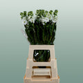Matthiola Iron White