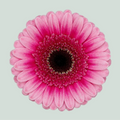 Germini Isabelle (20 Stems)