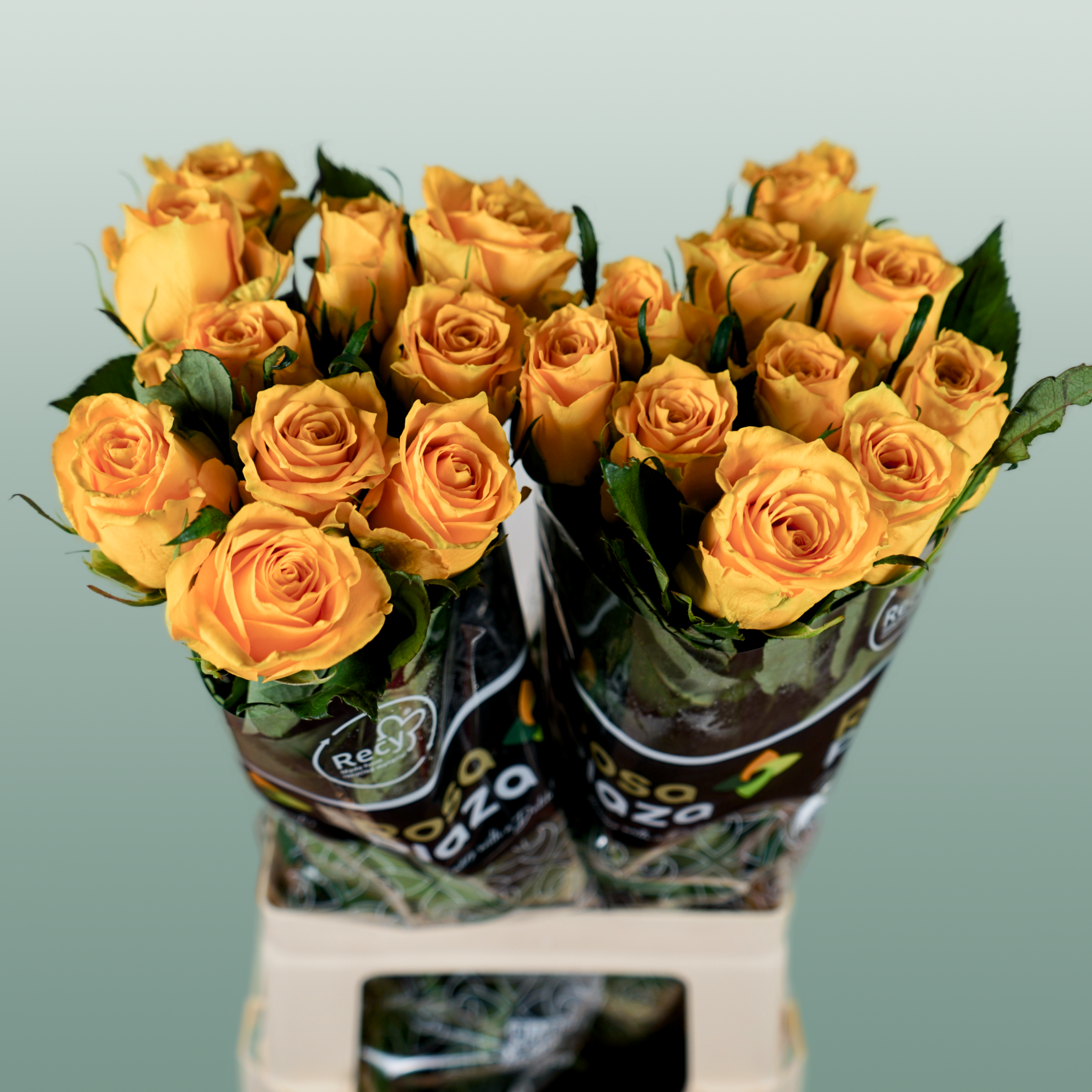 Rose - Rosa - Jackpot+