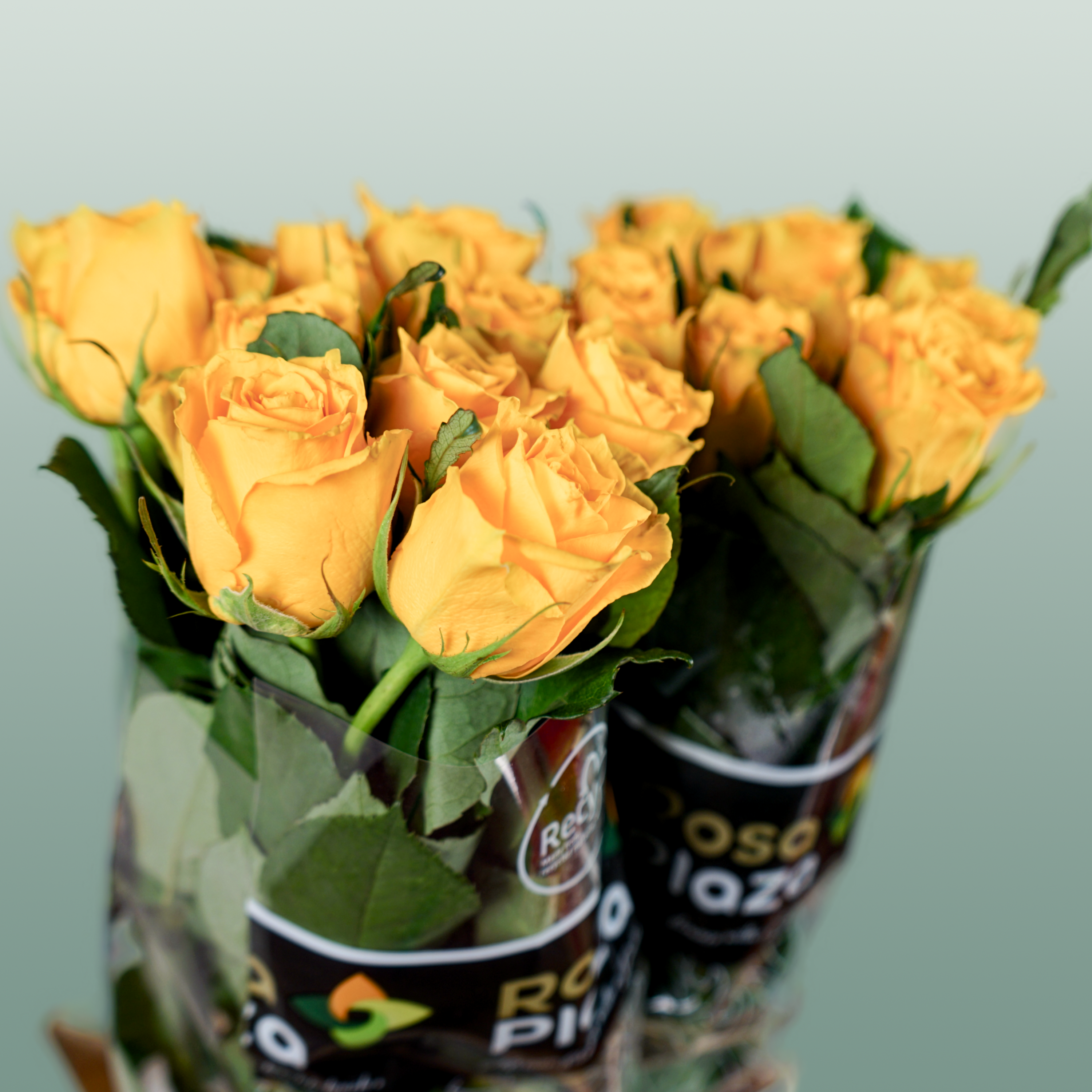 Rose - Rosa - Jackpot+