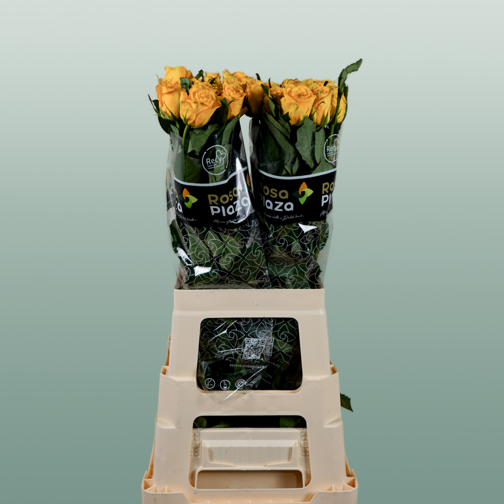 Rose - Rosa - Jackpot+