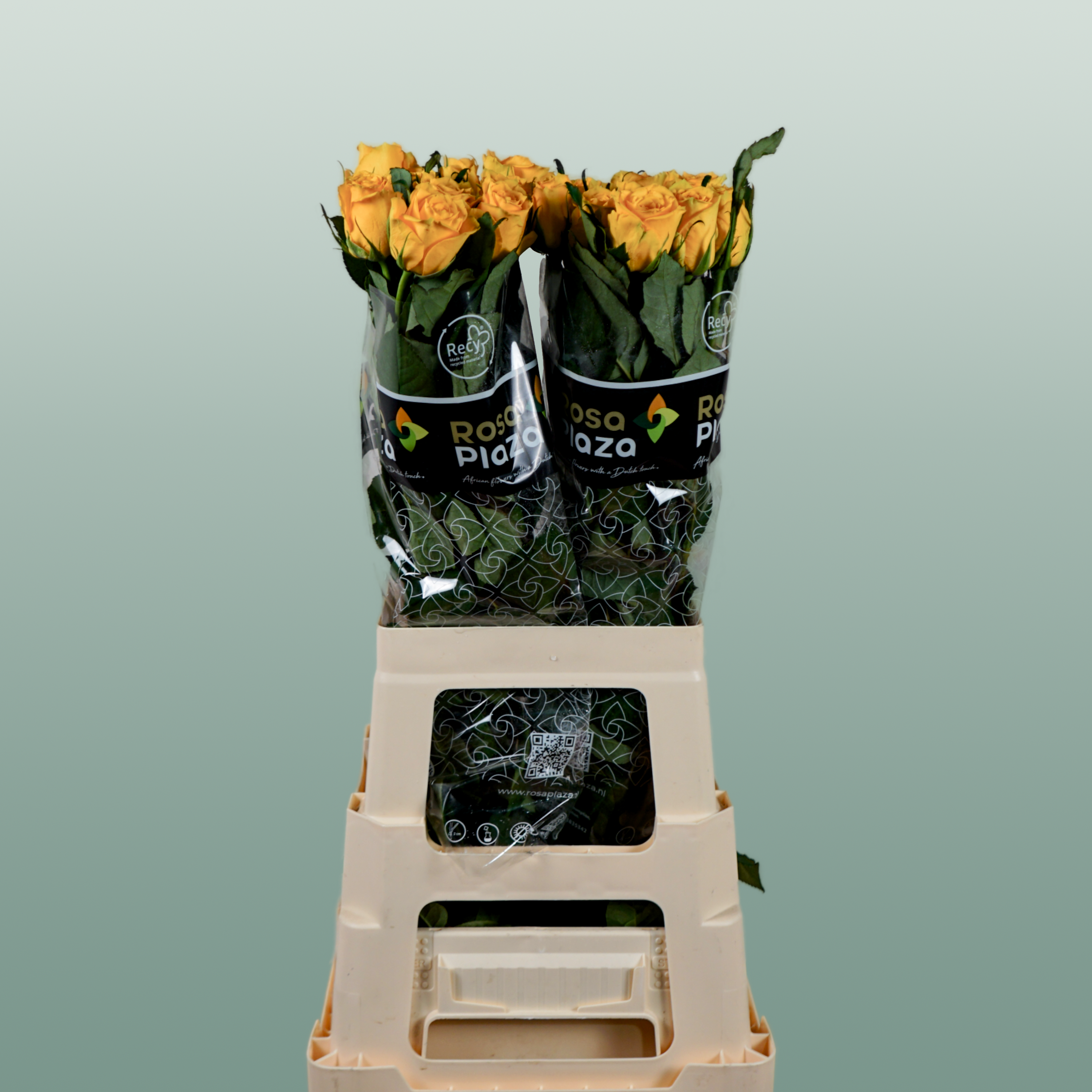 Rose - Rosa - Jackpot+