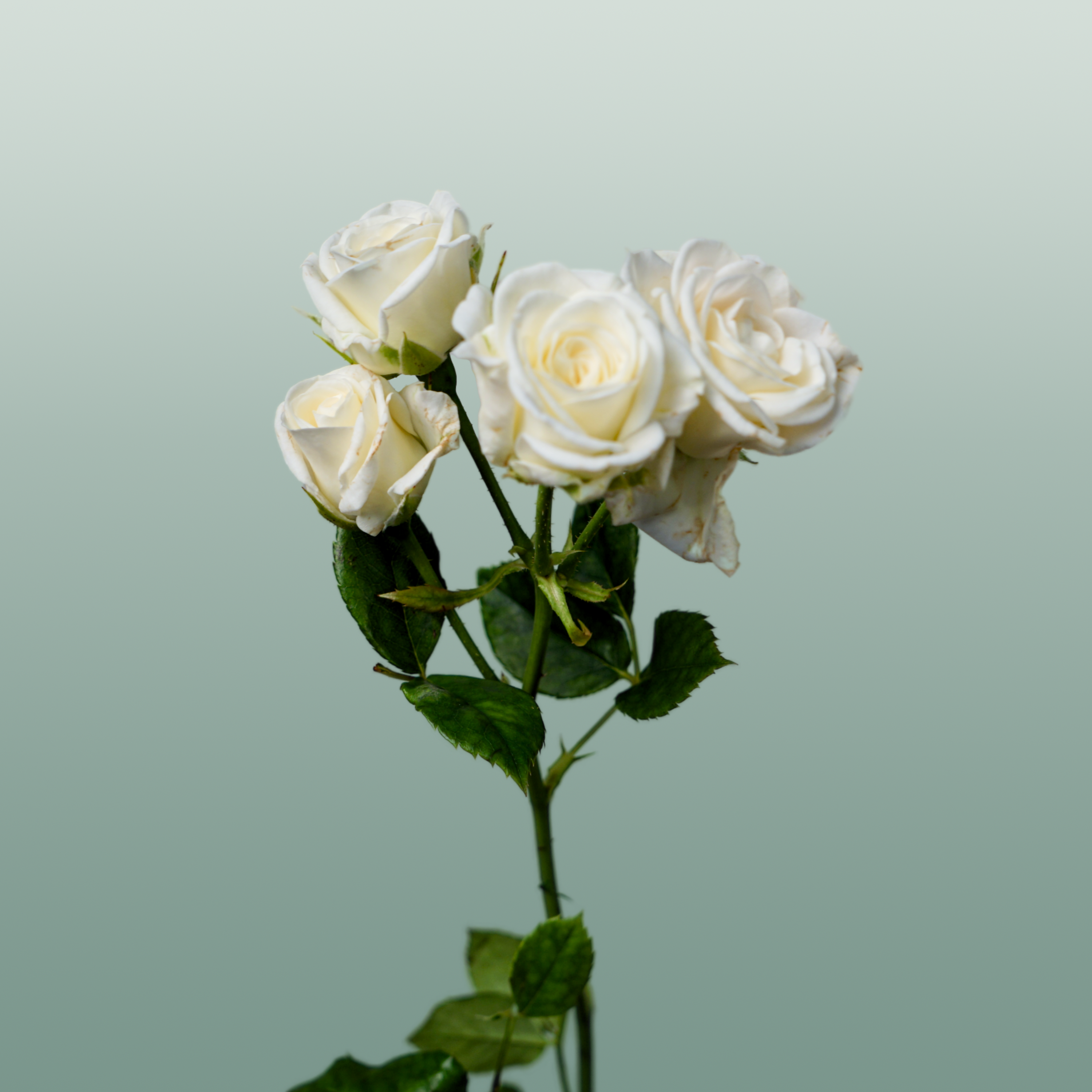 Spray Rose - Rosa - Josephine