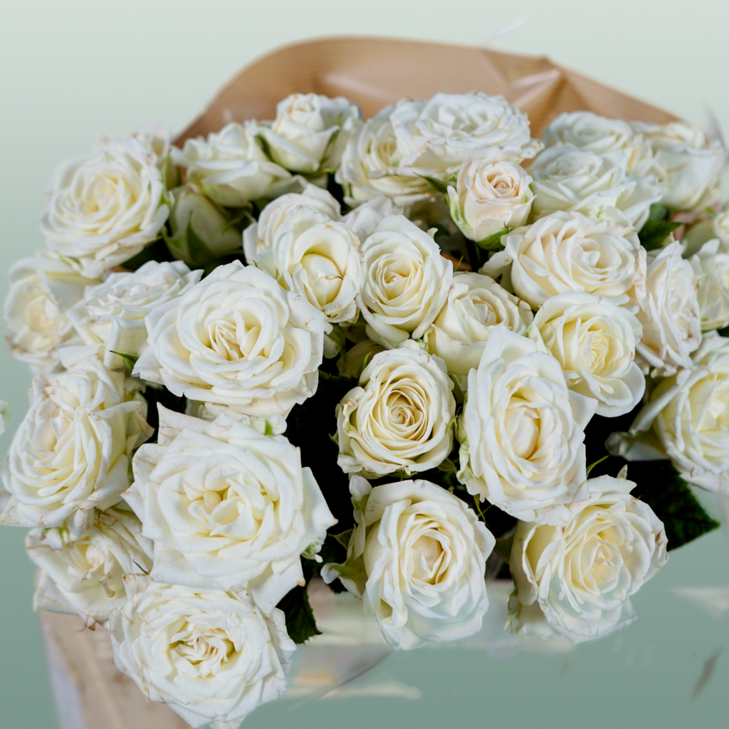 Spray Rose - Rosa - Josephine