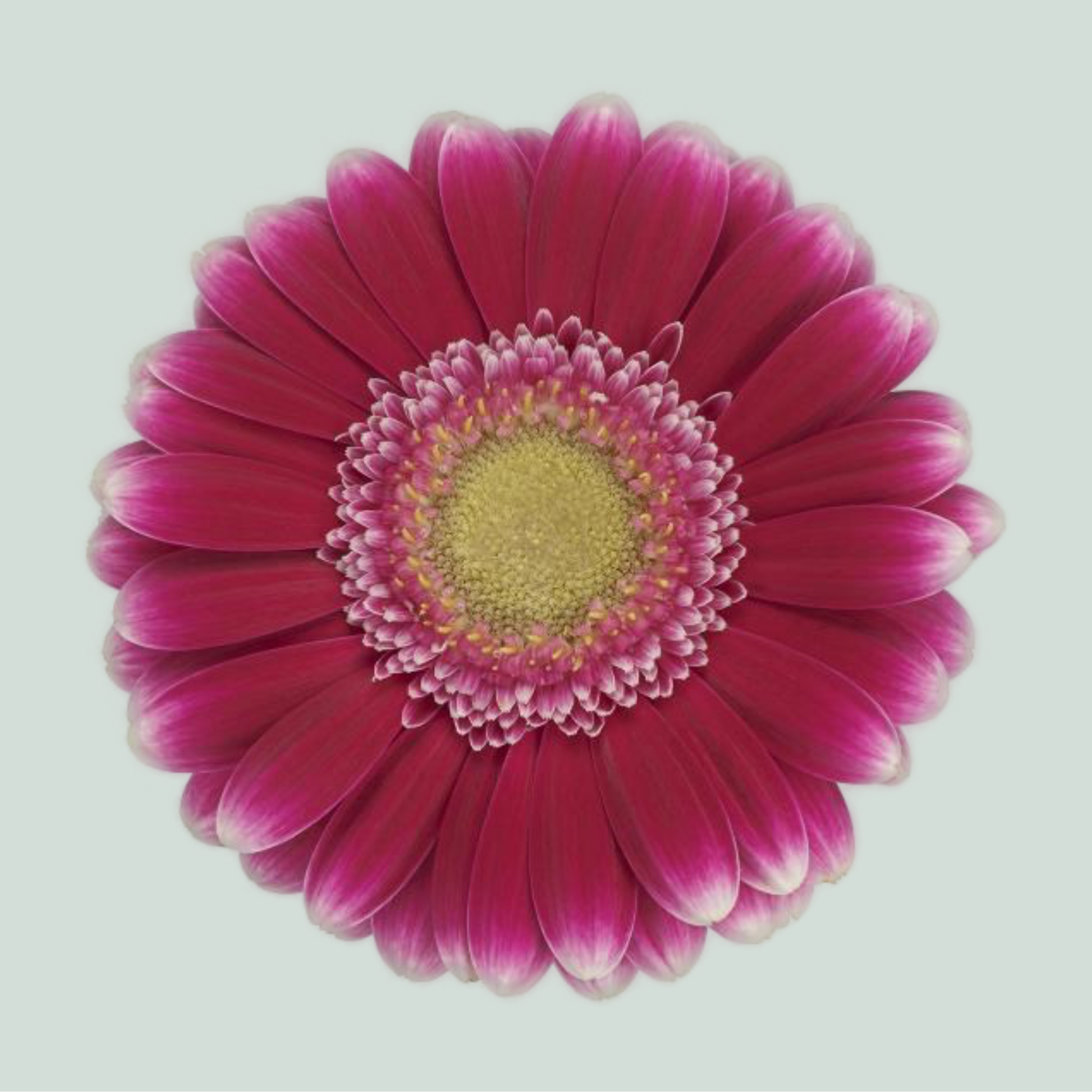 Germini Josie (20 Stems)