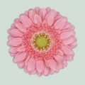 Pink Germini ‘Juna’ Cut Flowers – 40cm Stems