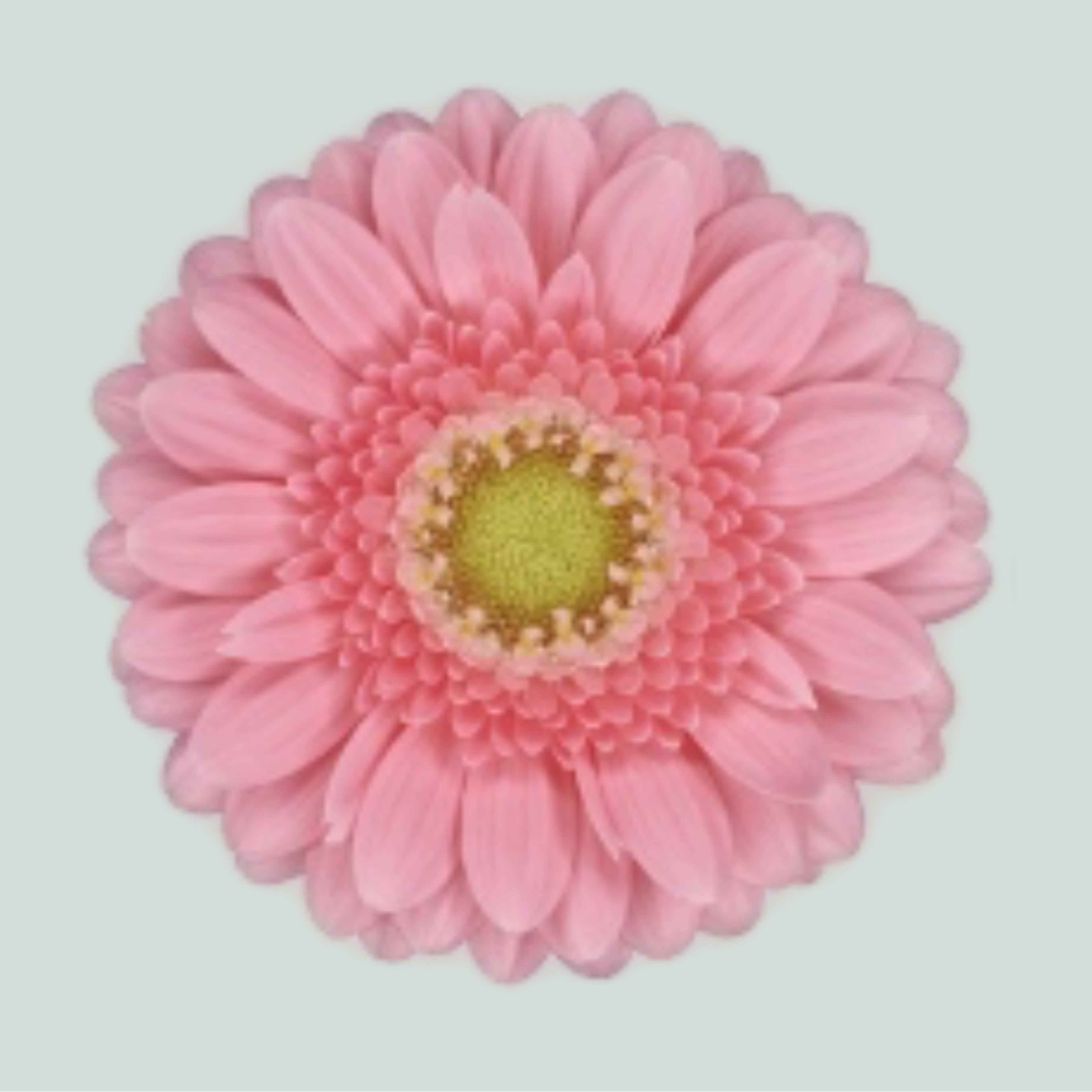 Pink Germini ‘Juna’ Cut Flowers – 40cm Stems