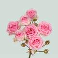 Spray Rose - Rosa - Kate-Lynn
