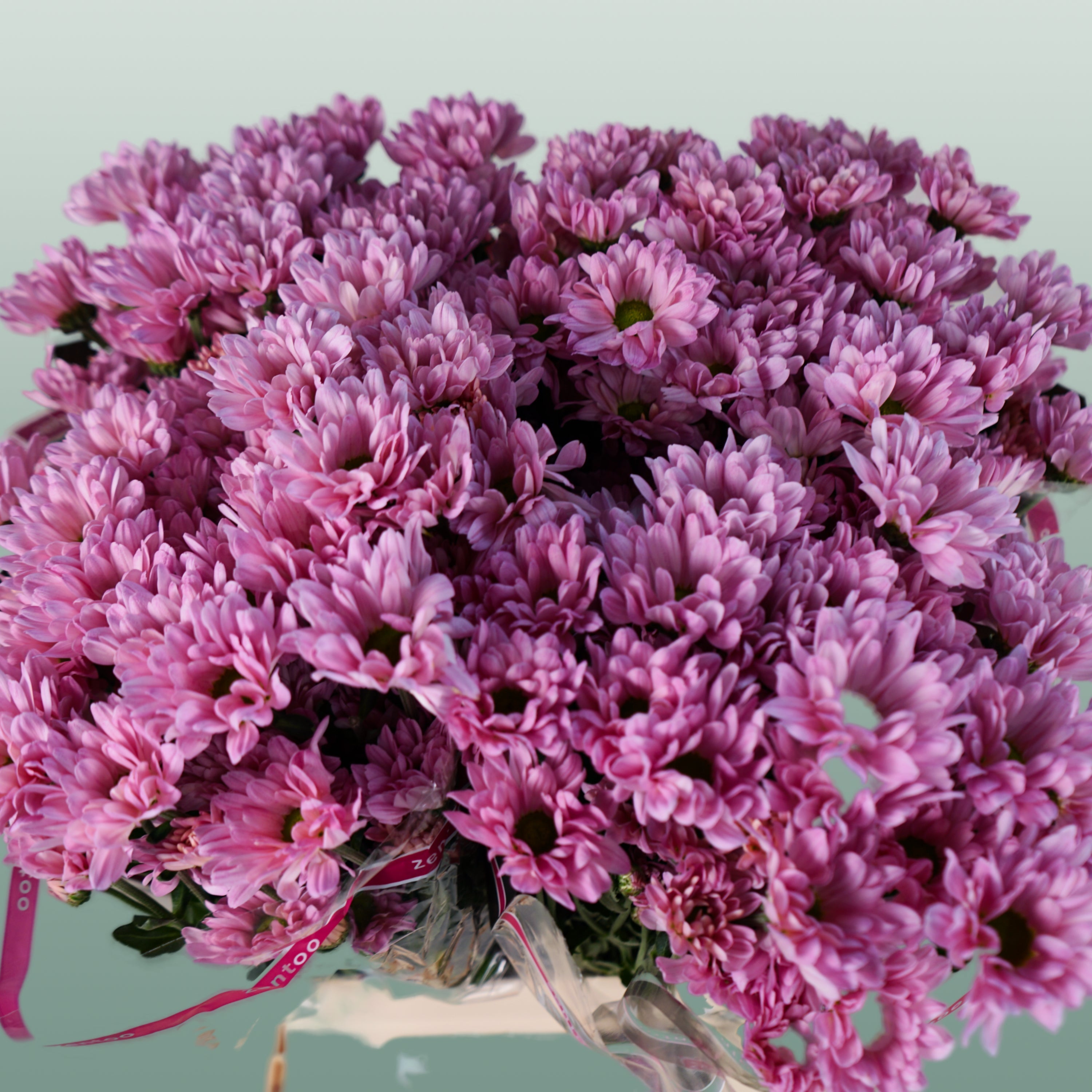 Spray Chrysanthemum - Chrysanthemum - Katinka
