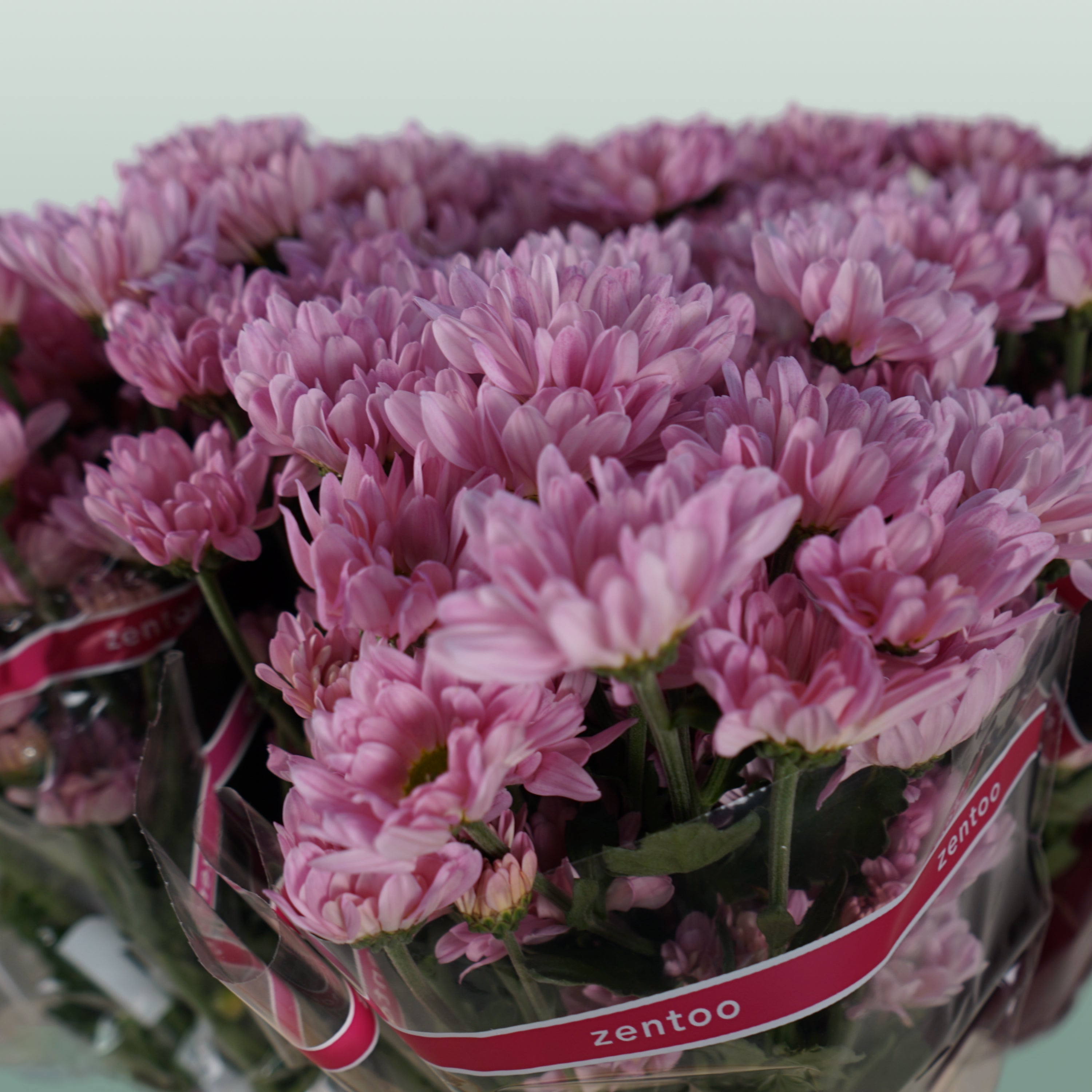 Spray Chrysanthemum - Chrysanthemum - Katinka
