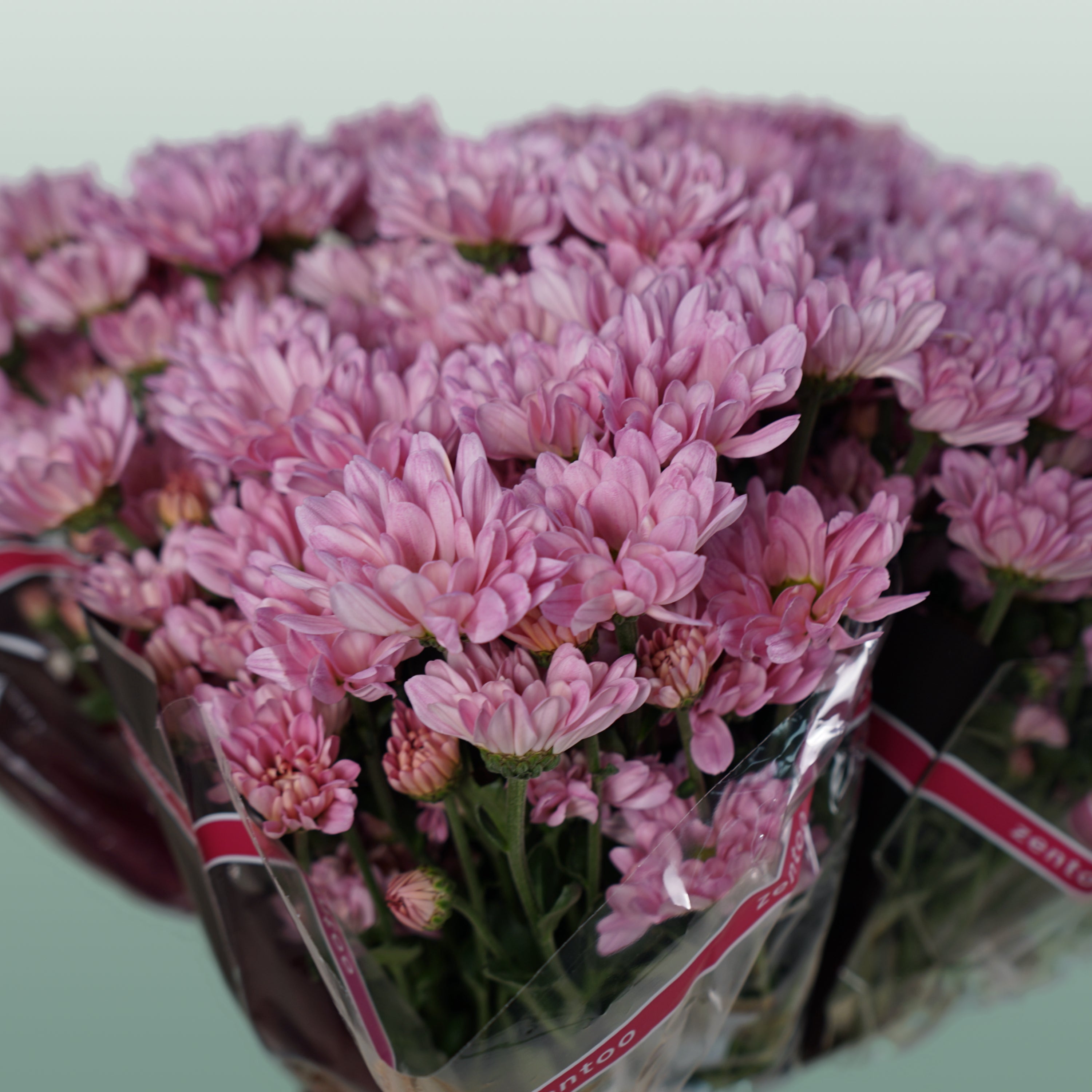 Spray Chrysanthemum - Chrysanthemum - Katinka