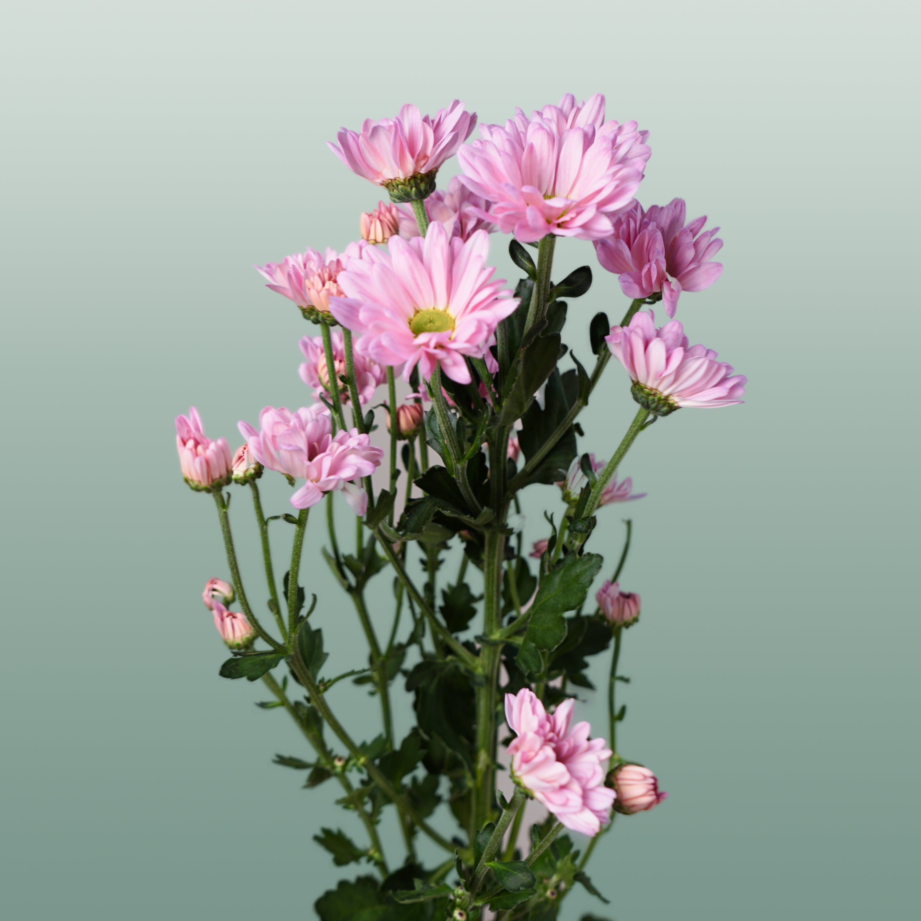 Spray Chrysanthemum - Chrysanthemum - Katinka