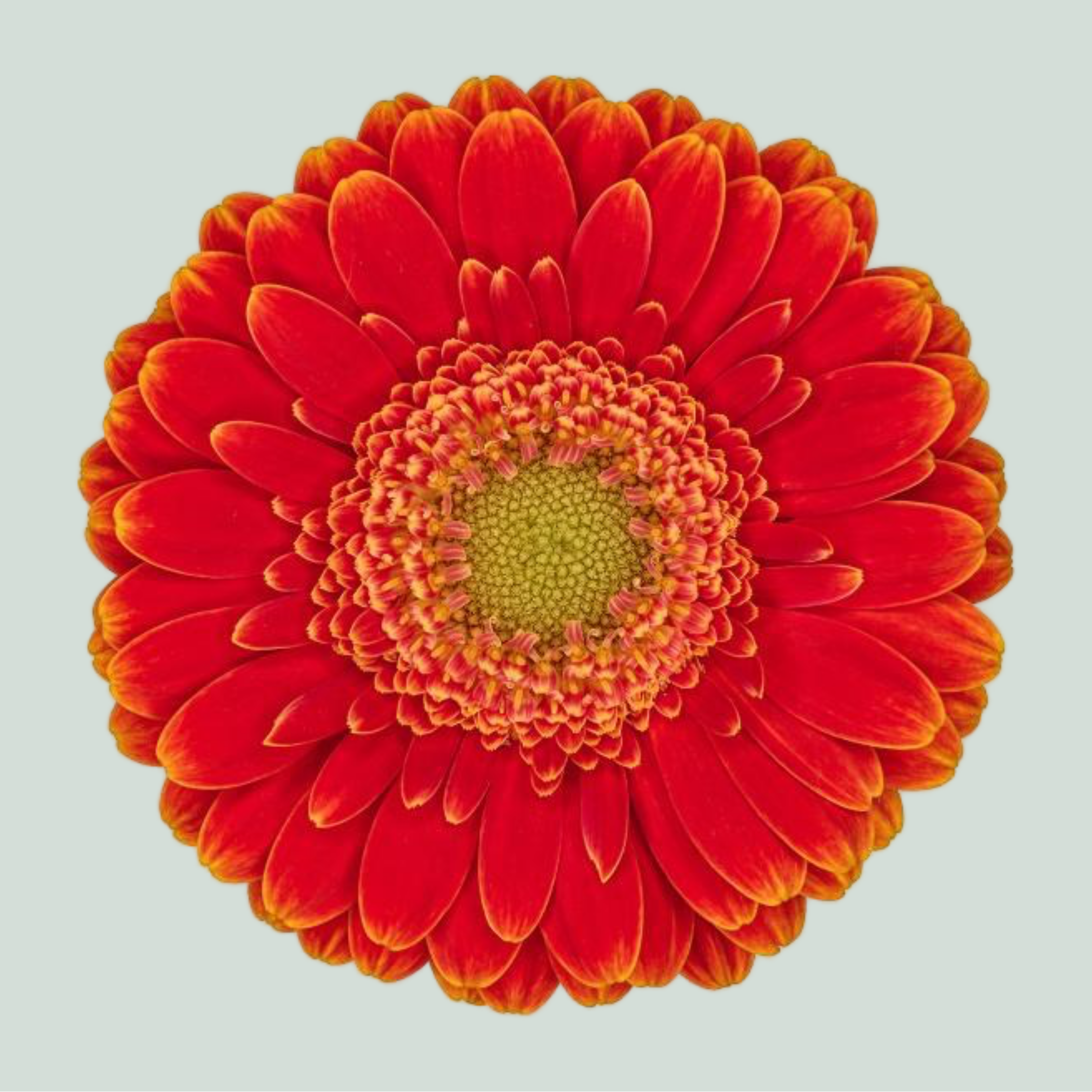 Germini Kenny (20 Stems)