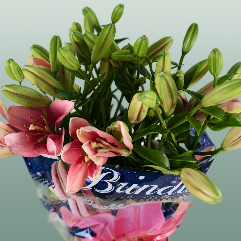 Lily - Lilium - Brindisi
