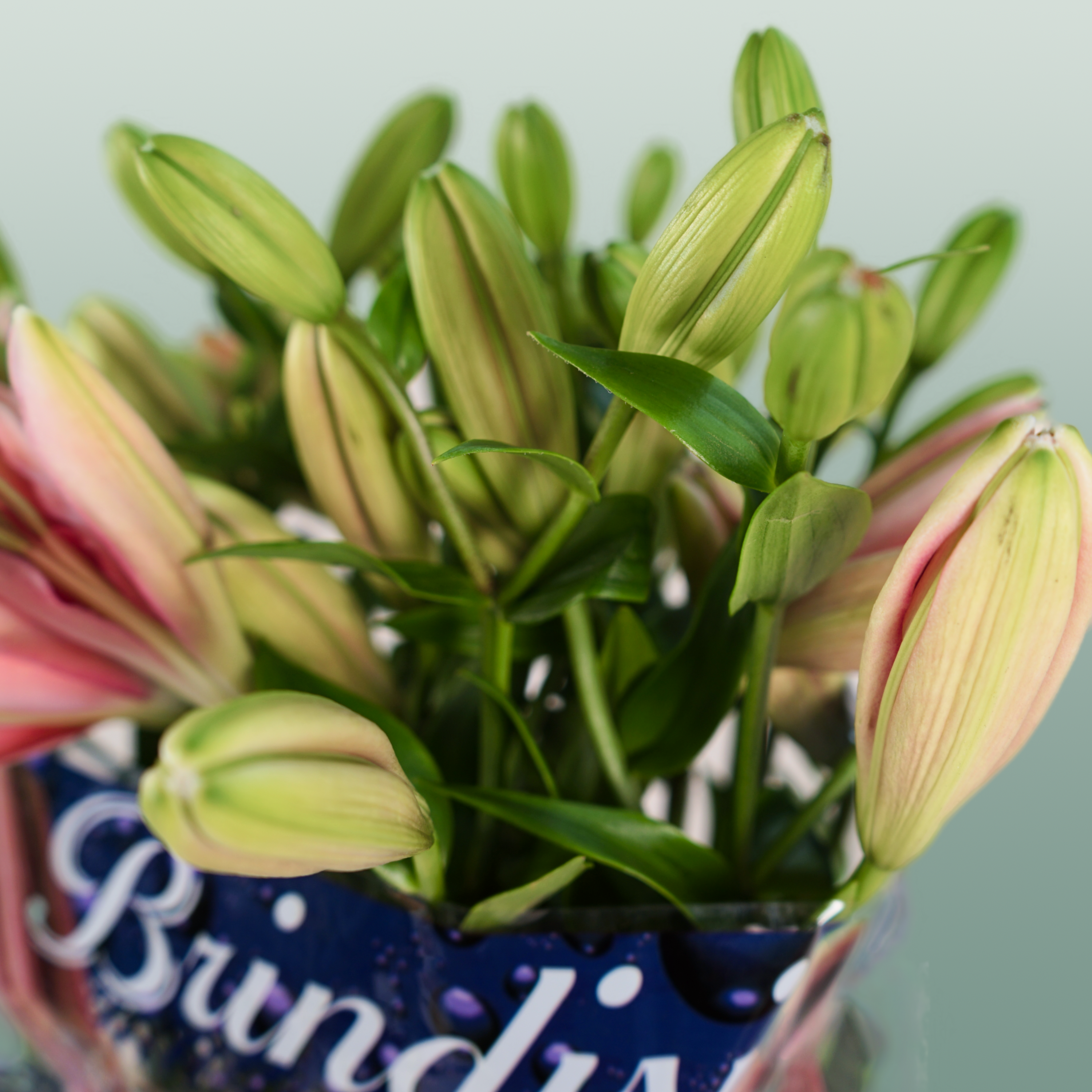 Lily - Lilium - Brindisi