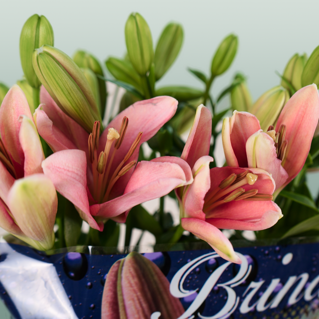 Lily - Lilium - Brindisi