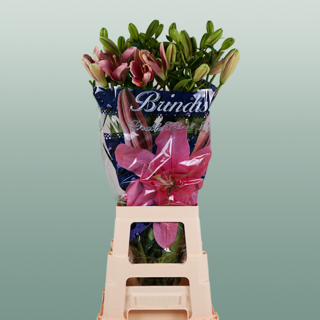 Lily - Lilium - Brindisi