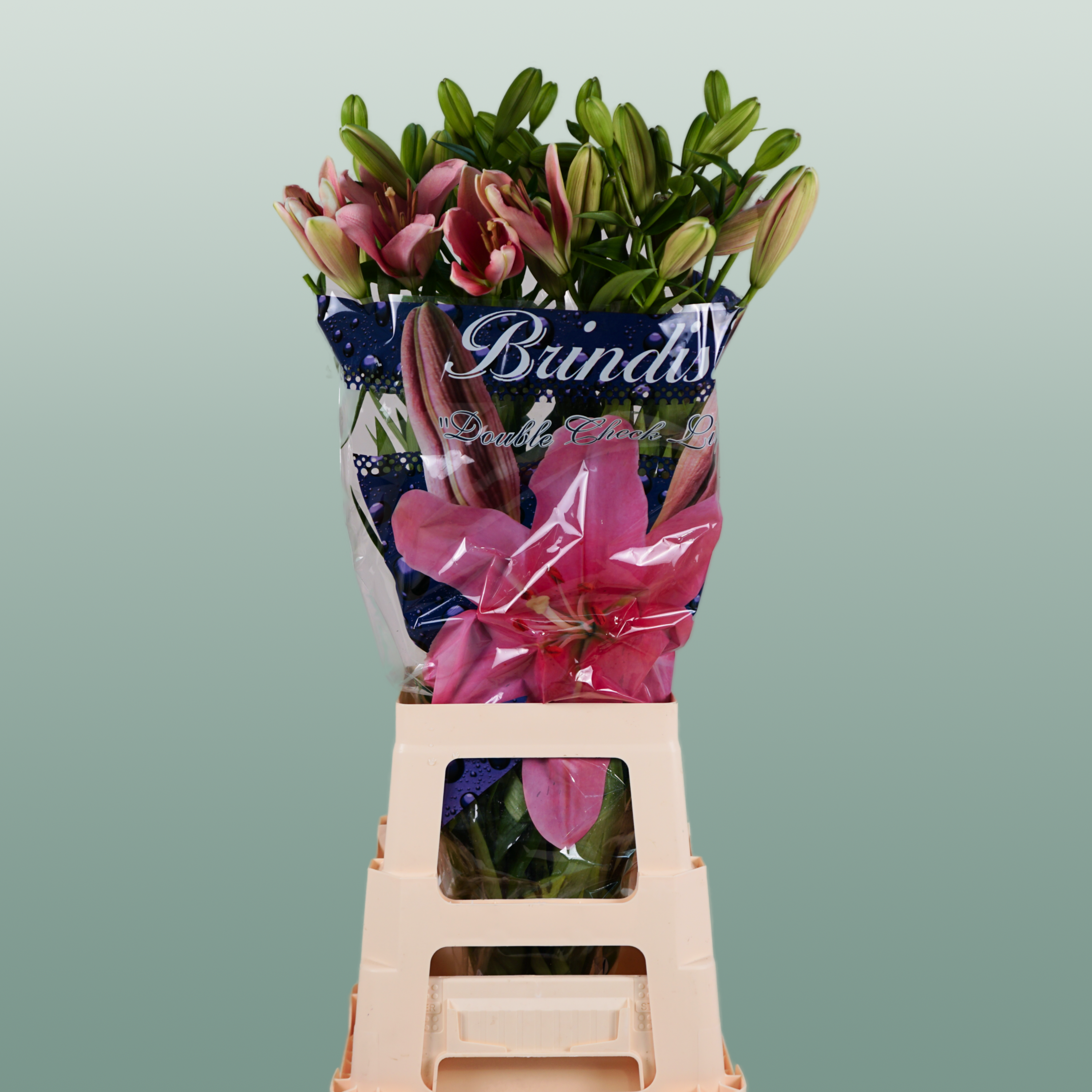 Lily - Lilium - Brindisi