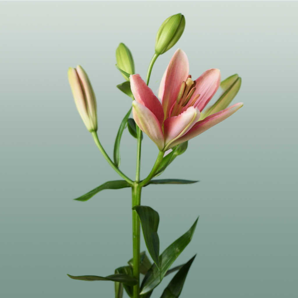 Lily - Lilium - Brindisi