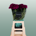 Chrysanthemum G Lamira