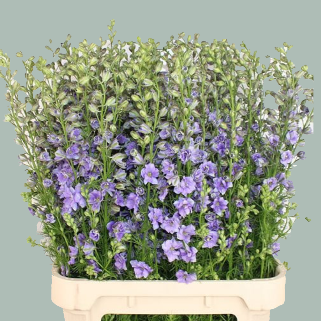 Purple Larkspur and Lilac Stems – 75cm