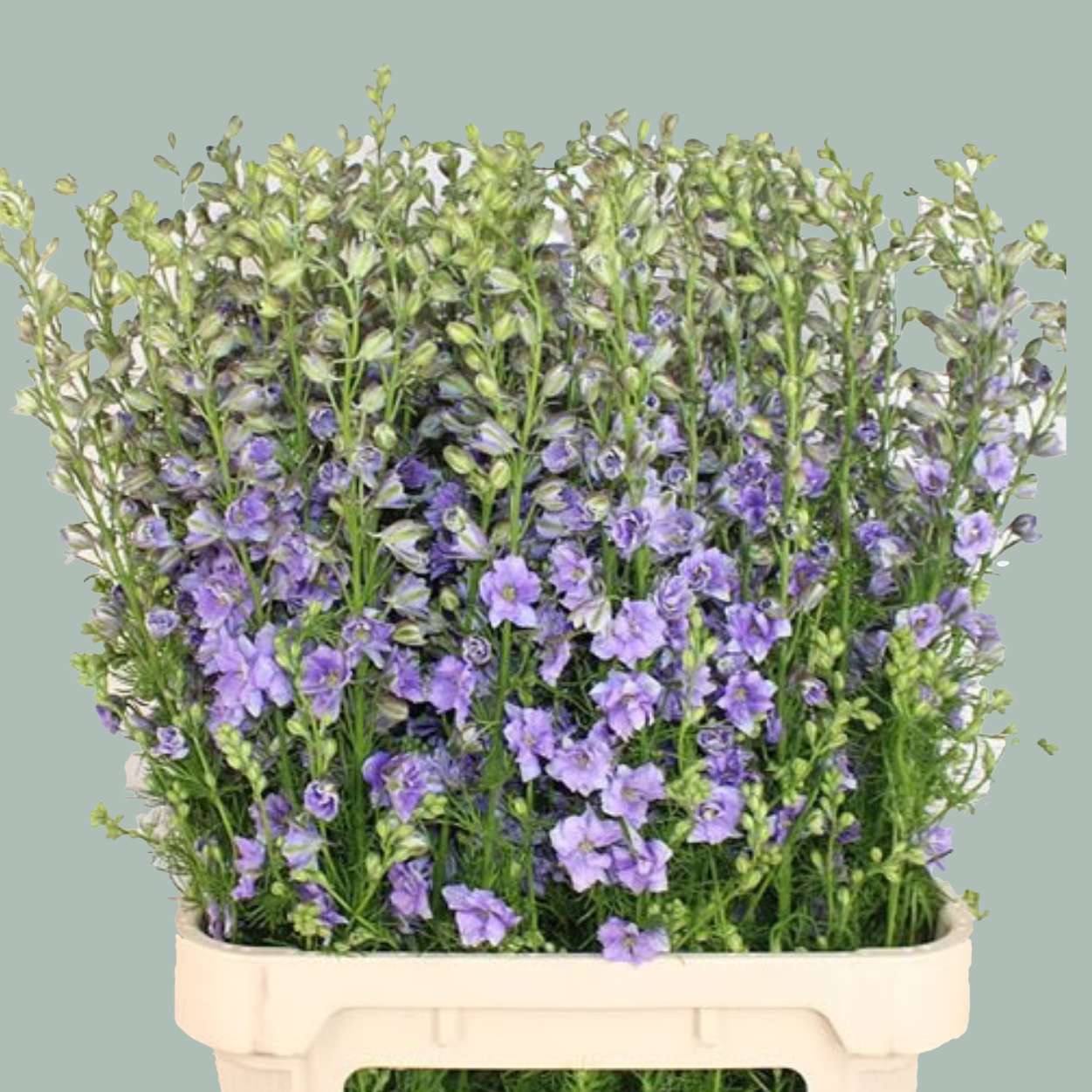 Purple Larkspur and Lilac Stems – 75cm