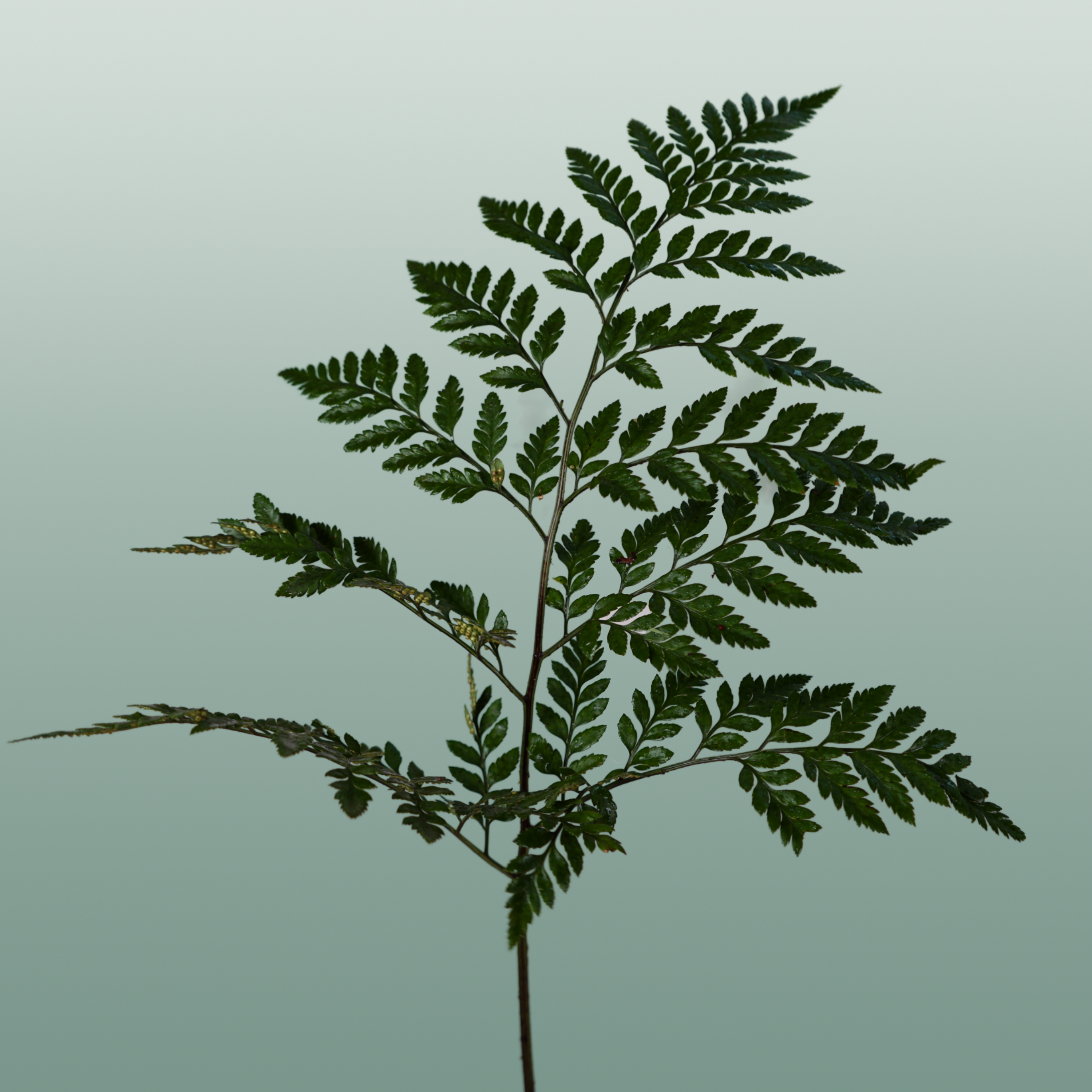 GR Leather Leaf