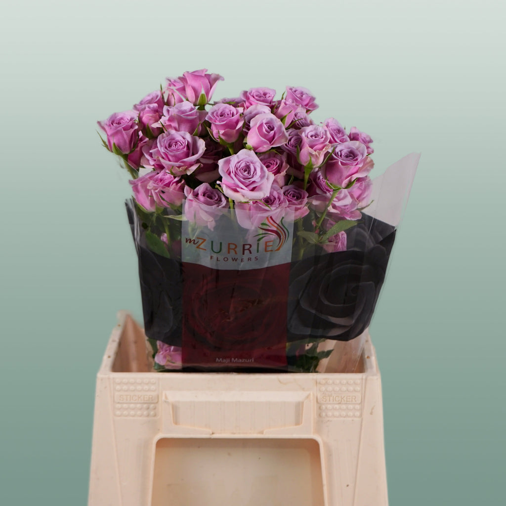 Spray Rose - Rosa - Leila