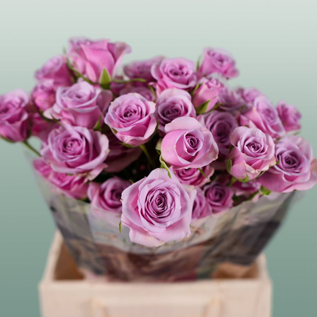 Spray Rose - Rosa - Leila