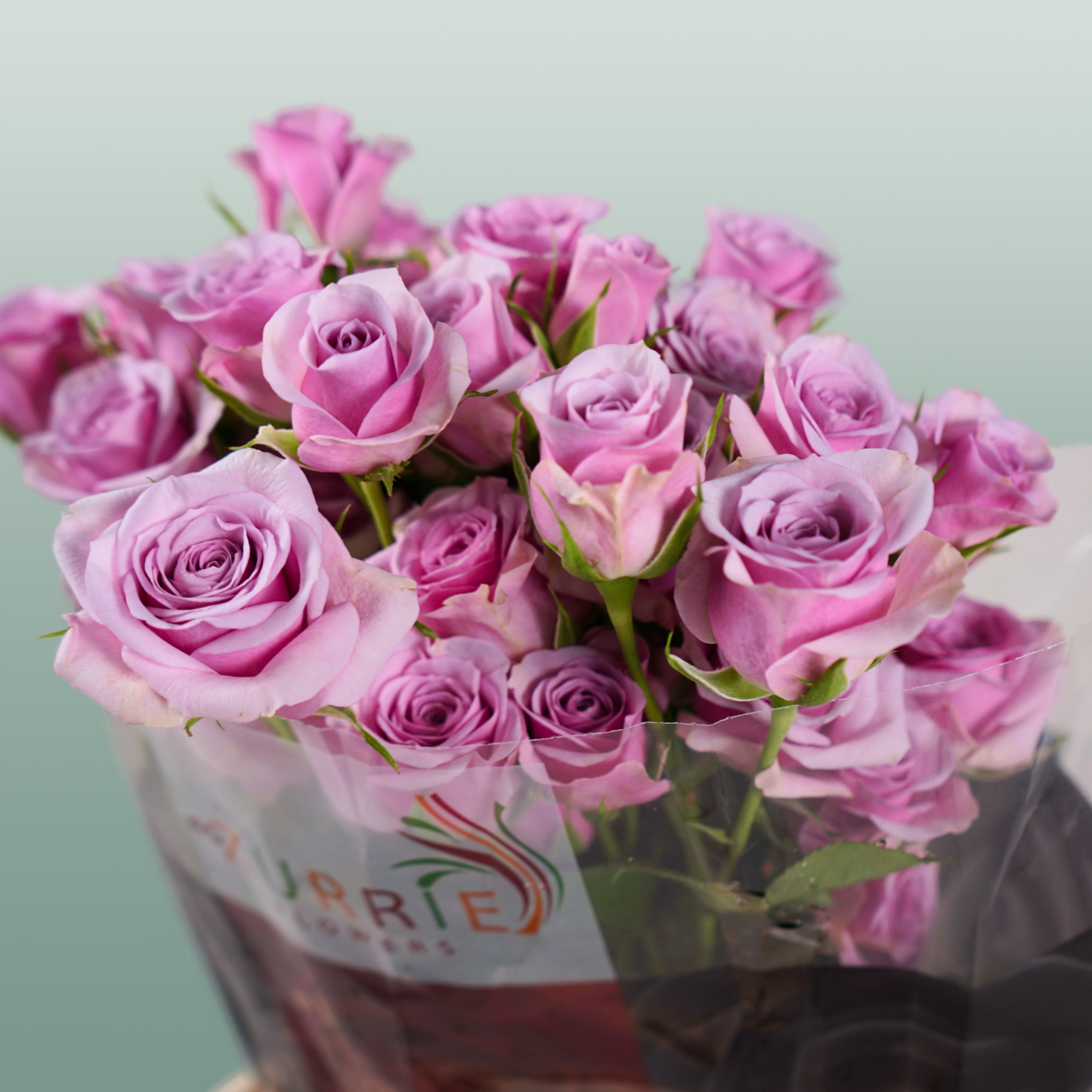 Spray Rose - Rosa - Leila