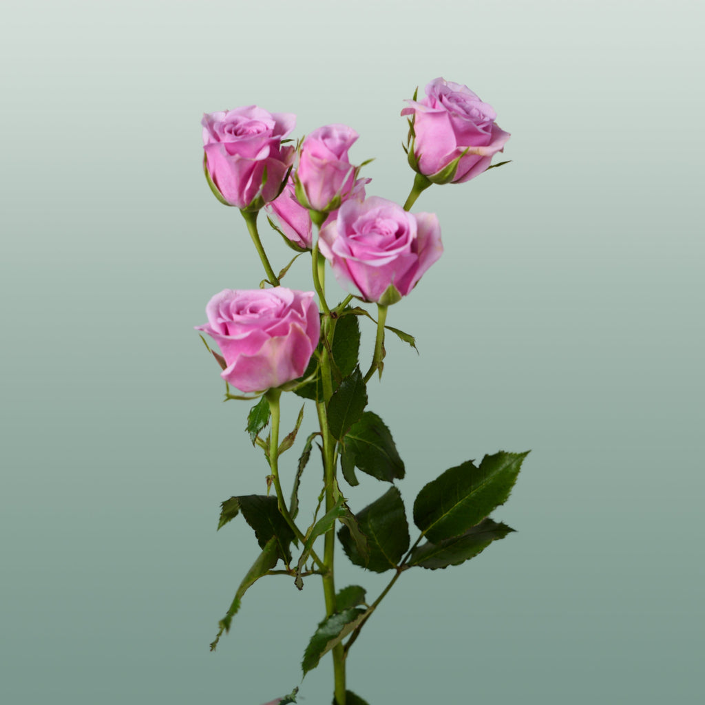 Spray Rose - Rosa - Leila
