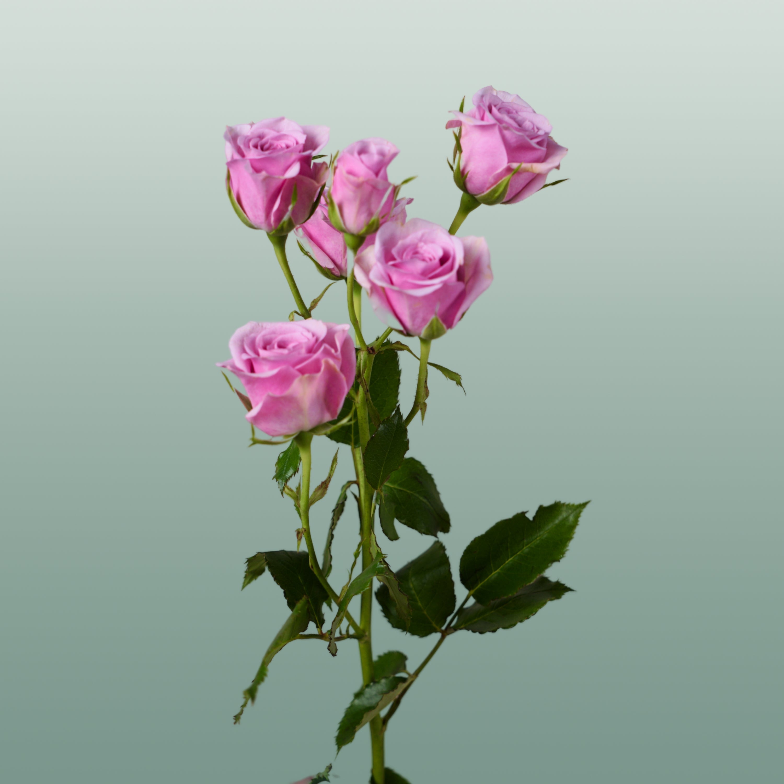 Spray Rose - Rosa - Leila