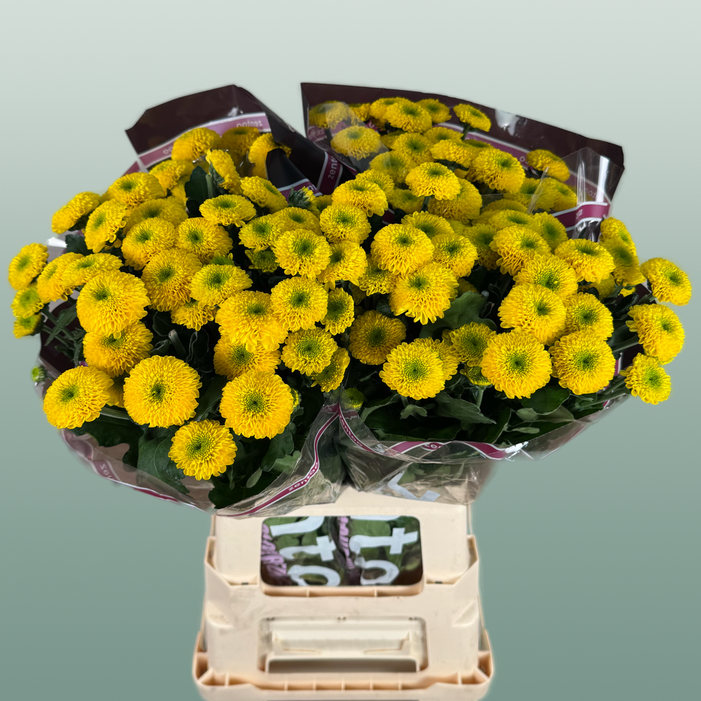 Chrysanthemum Spray Letitbe