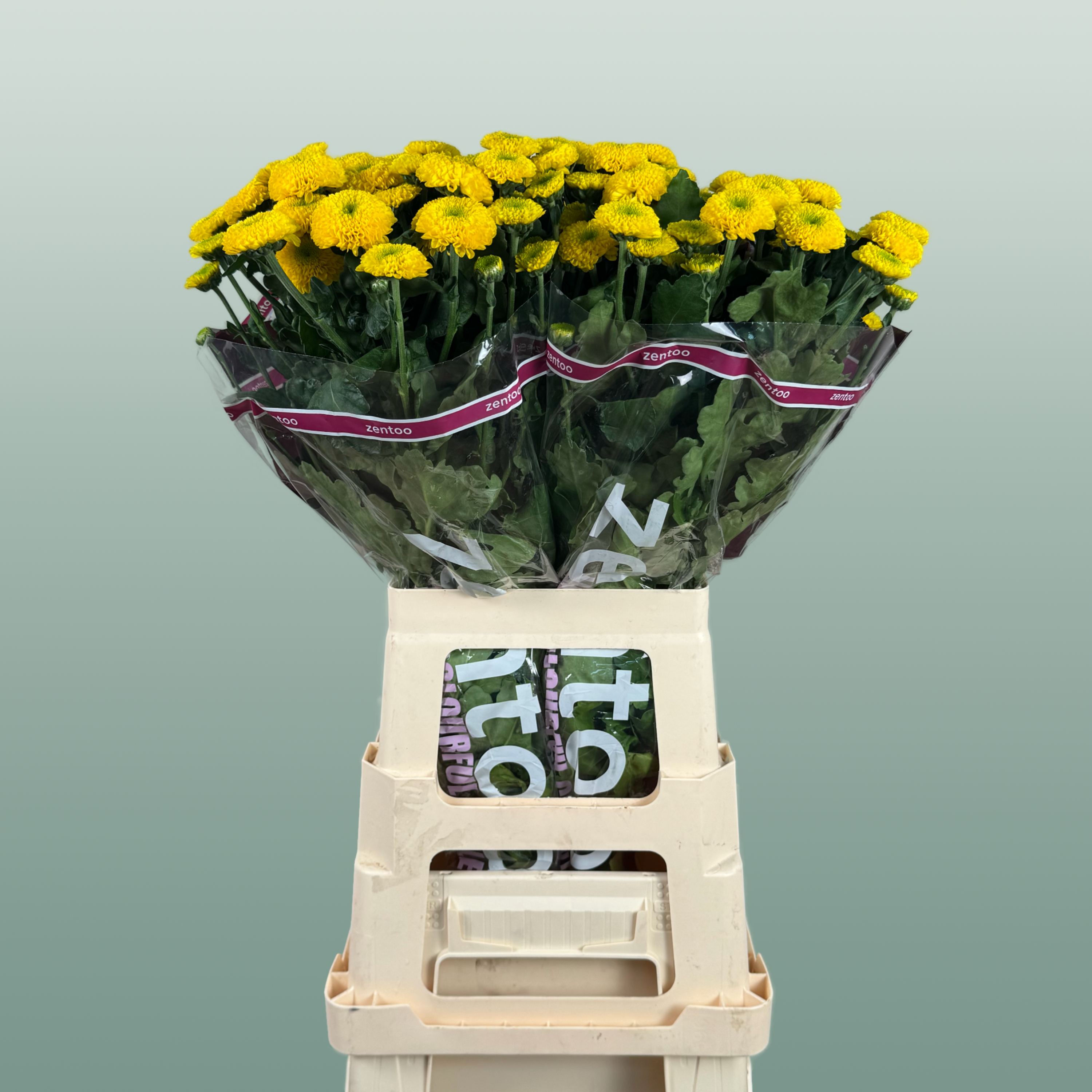 Chrysanthemum Spray Letitbe