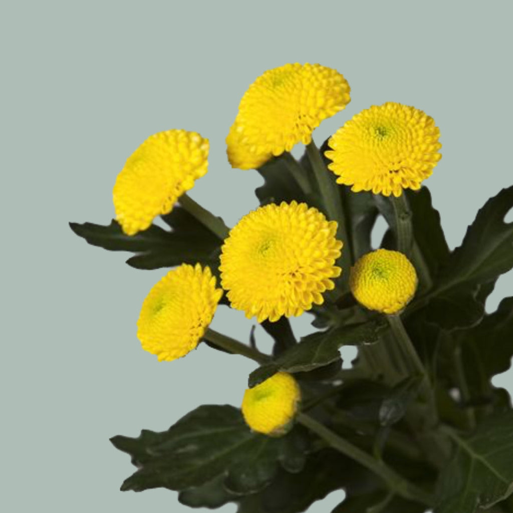 Chrysanthemum Spray Limoncello