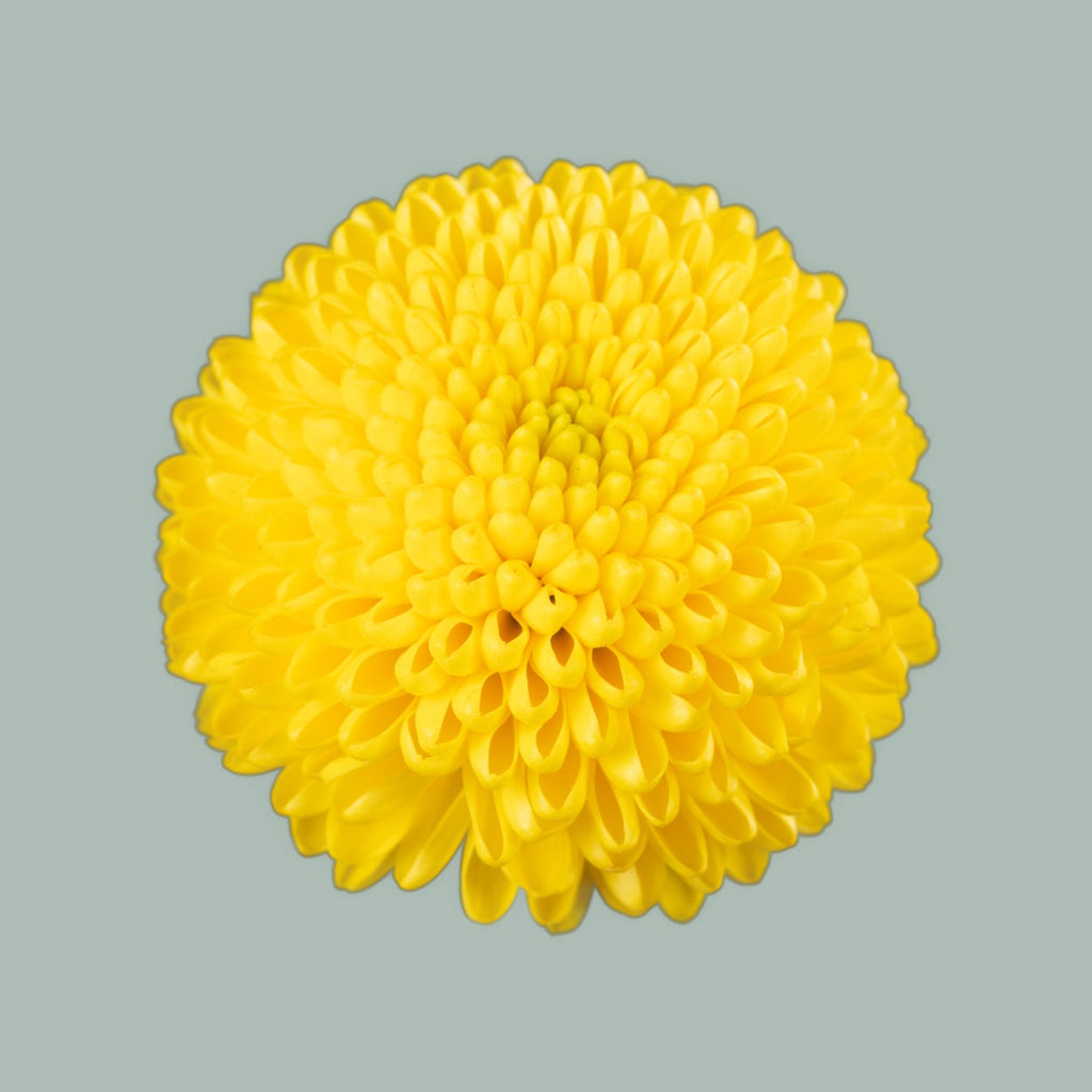 Chrysanthemum Spray Limoncello