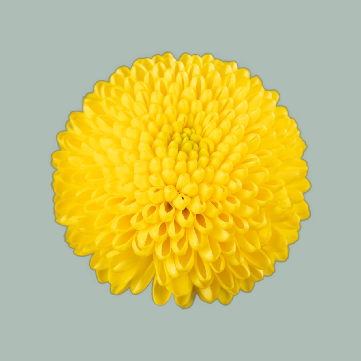 Chrysanthemum Spray Limoncello
