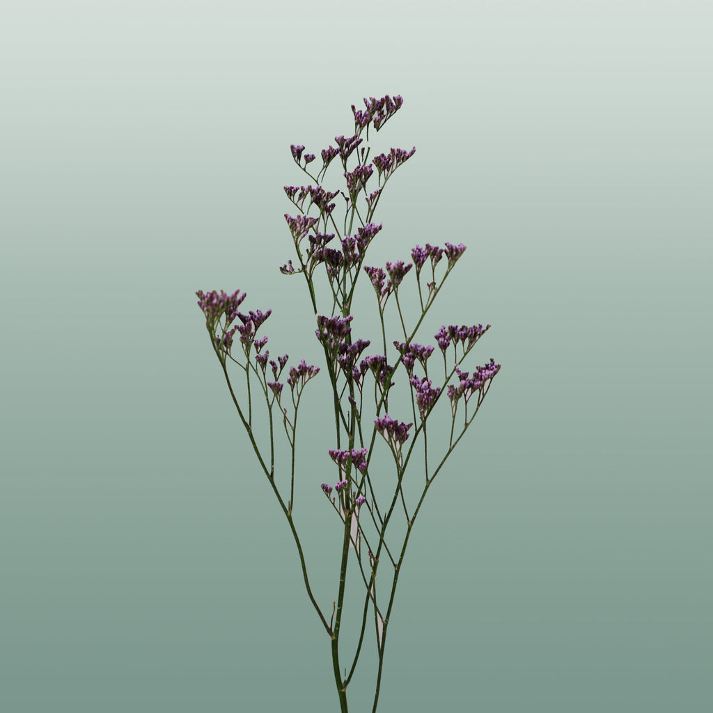 Limonium Safora Dark Blue (25 Stems)