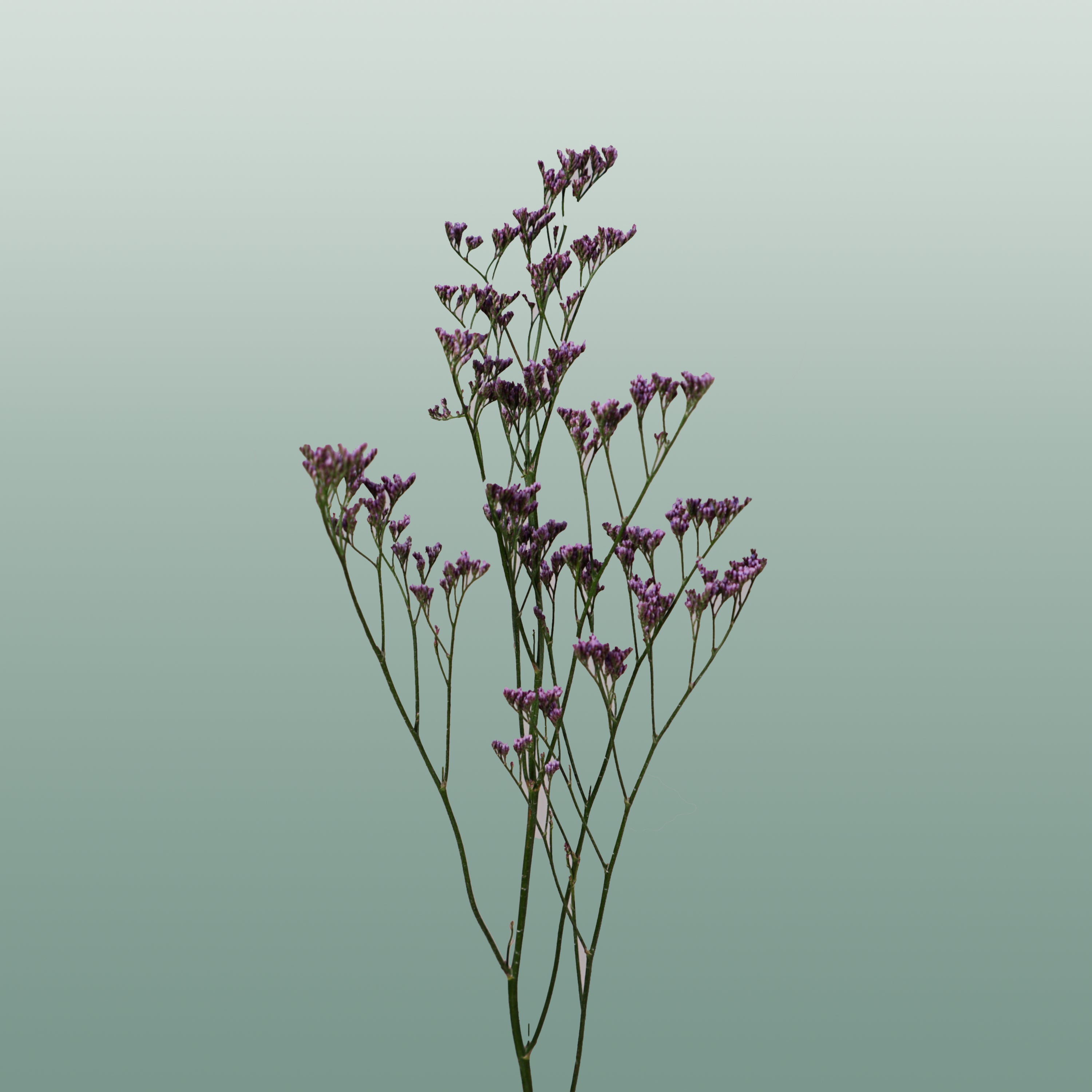Limonium Safora Dark Blue (25 Stems)