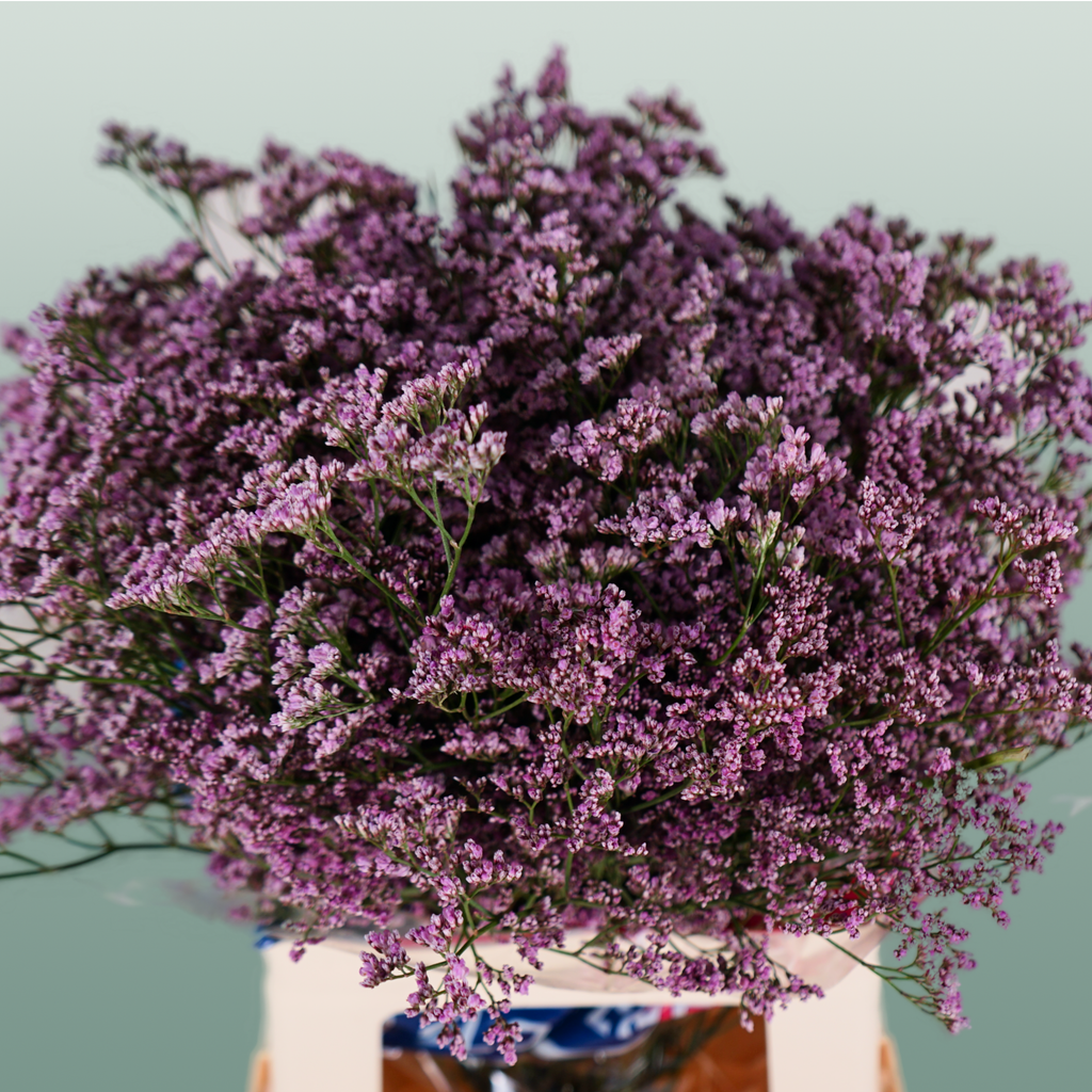 Pink Limonium Cut Flowers – 70cm Stems